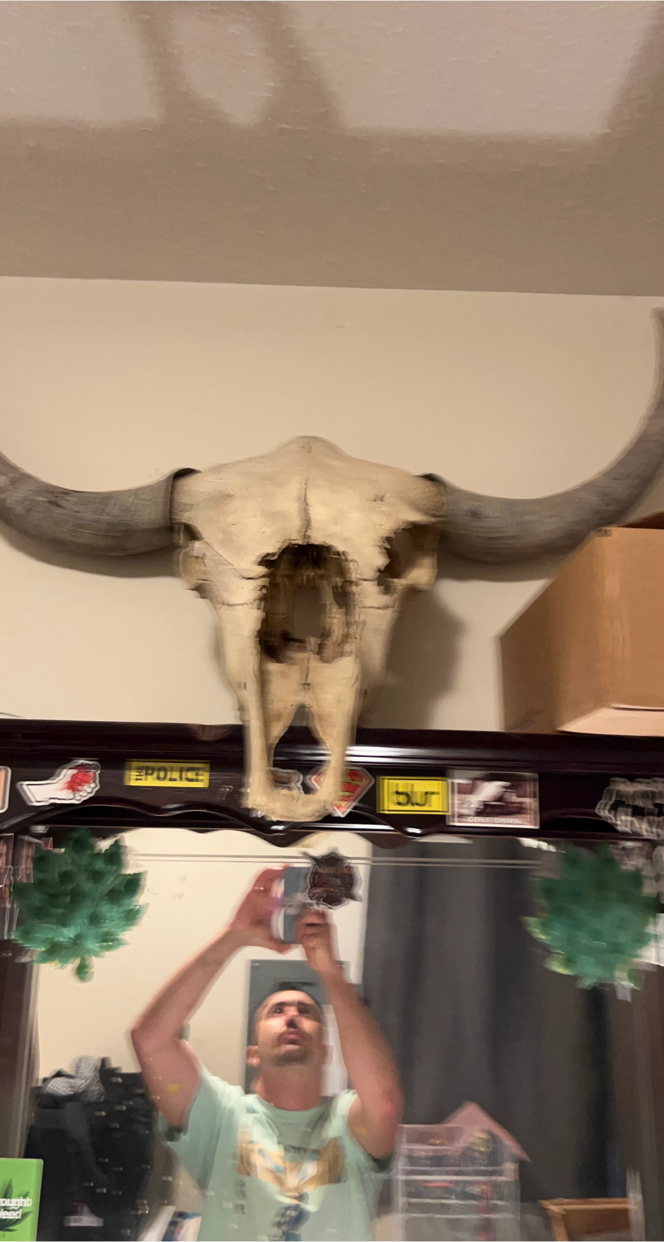 Authentic Bull Skull with Large Horns