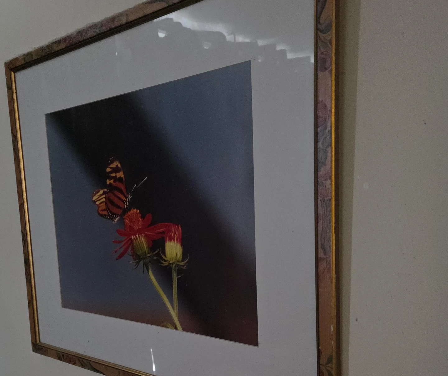 Butterfly picture &frame