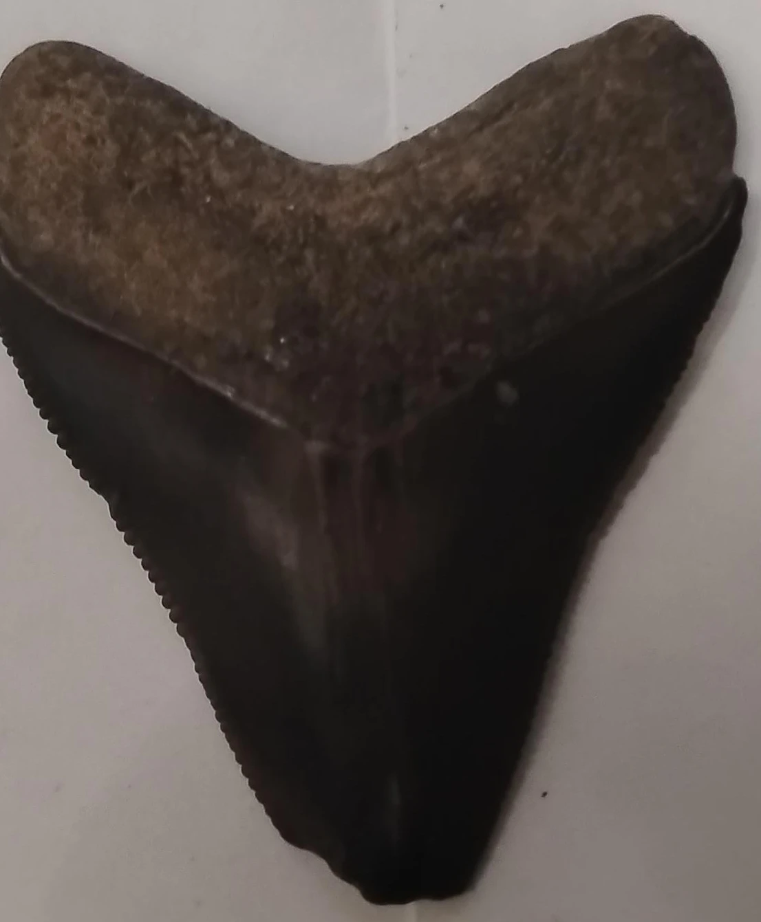 Fossilized Shark Tooth