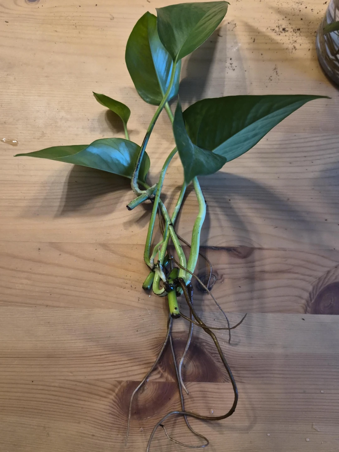Pothos Plant Cuttings