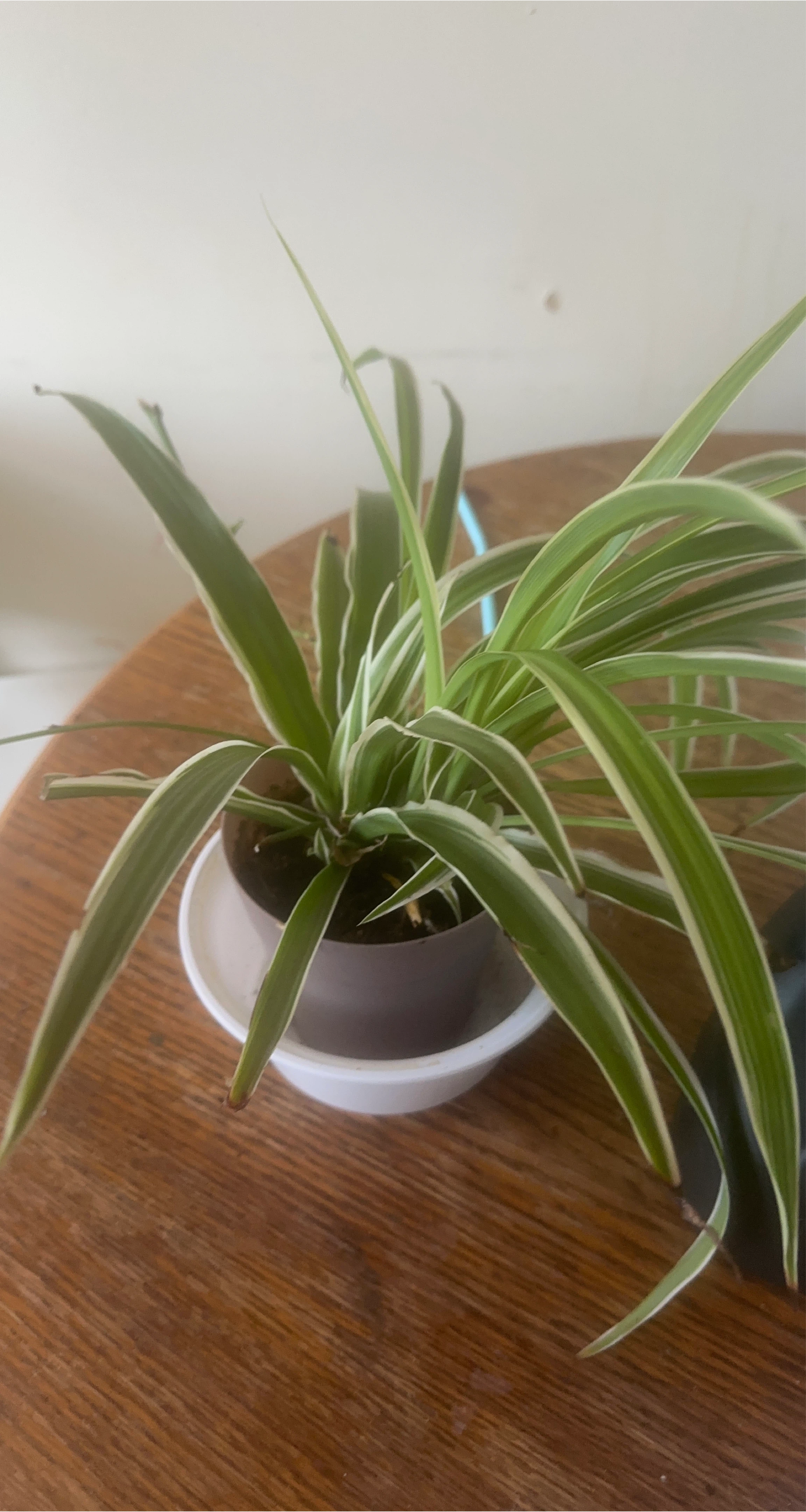 Spider Plant in Pot