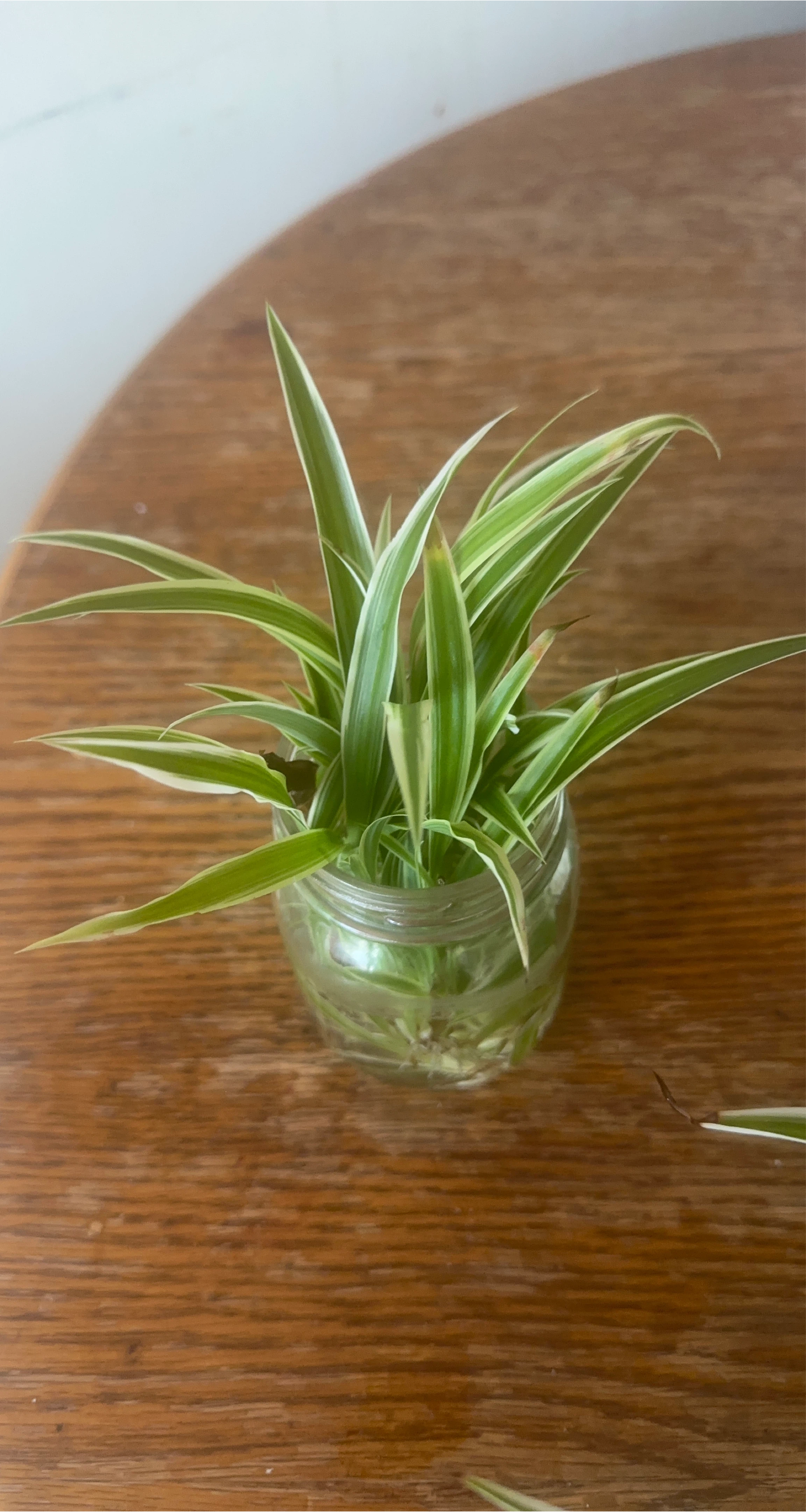 Spider Plant Babies - 3 Small Plants