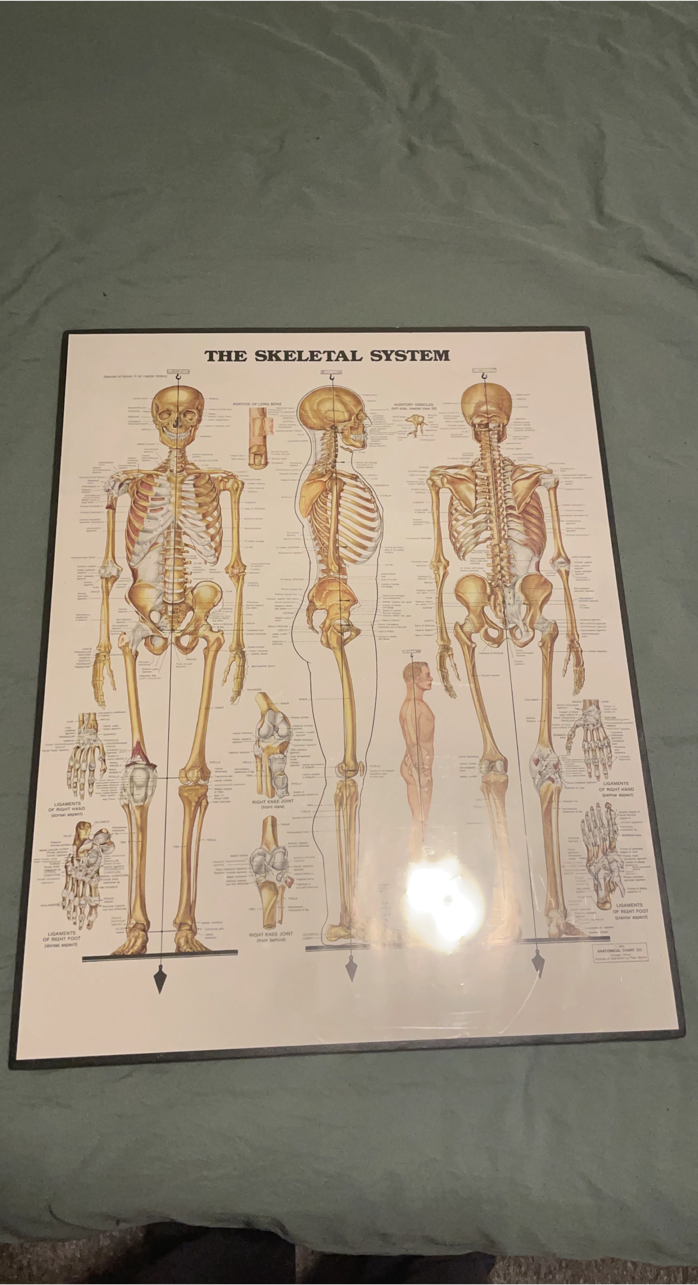 The Skeletal System Anatomical Chart