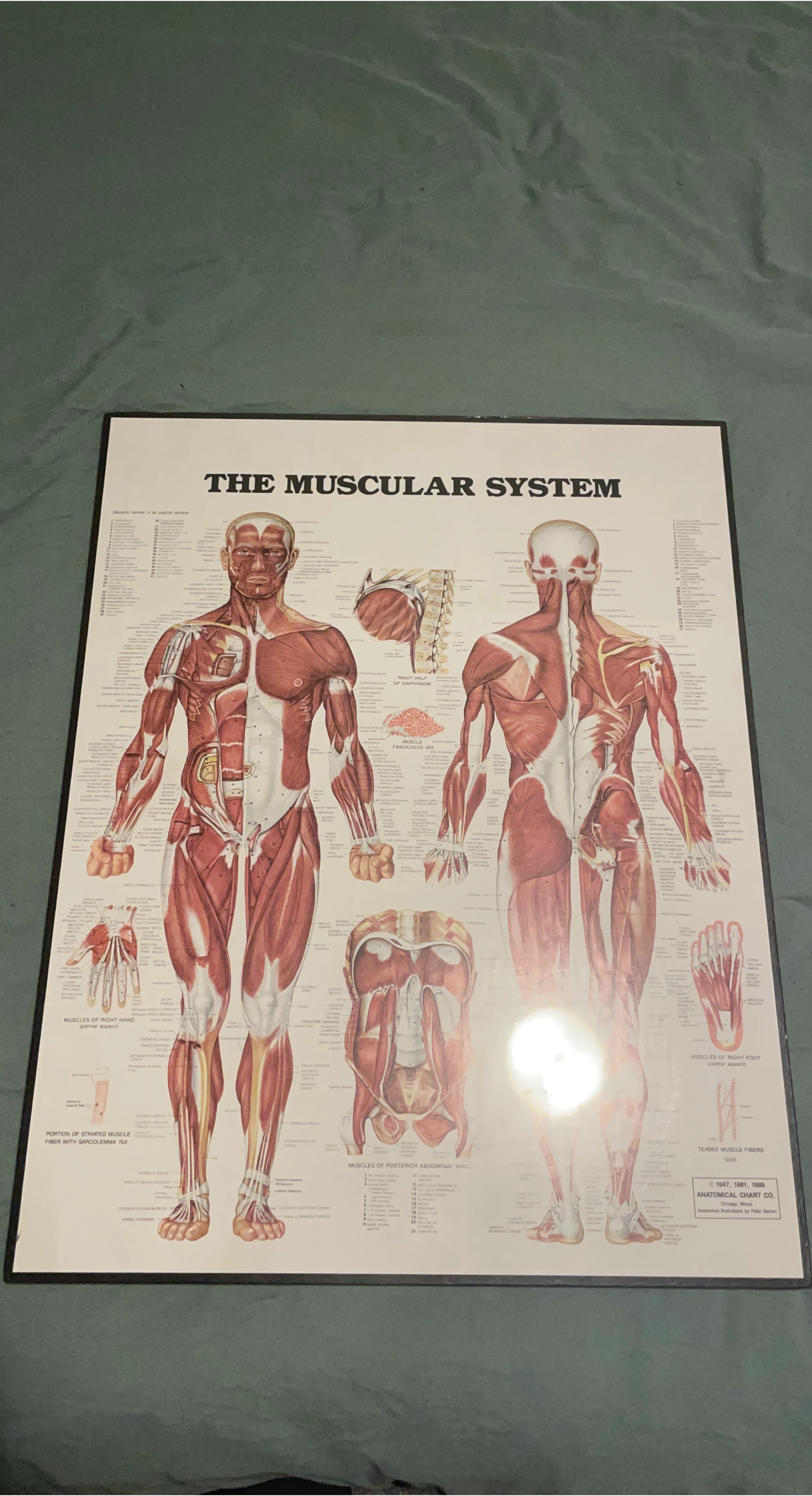 The Muscular System Anatomical Chart