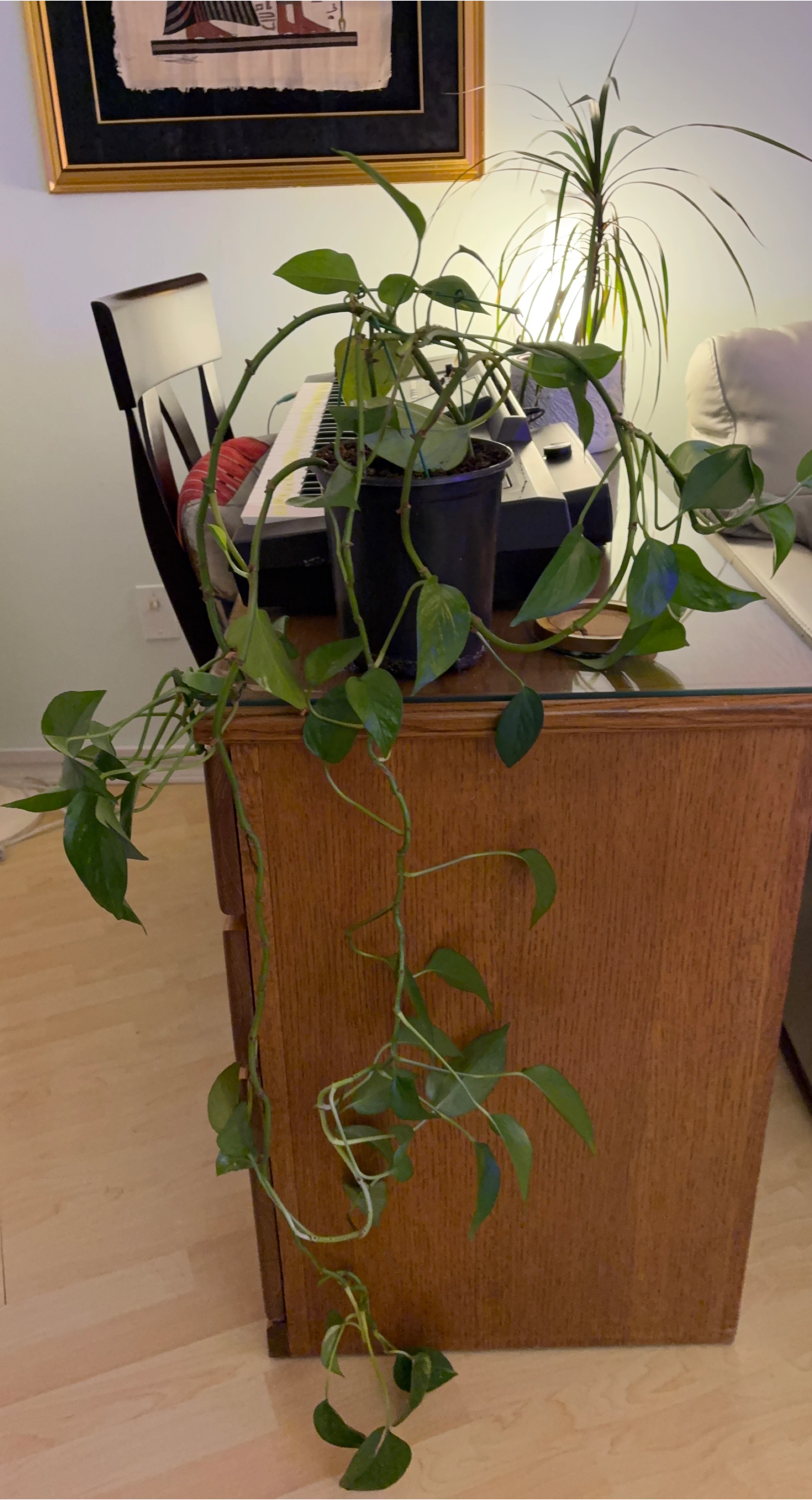 Pothos Plant in Black Pot