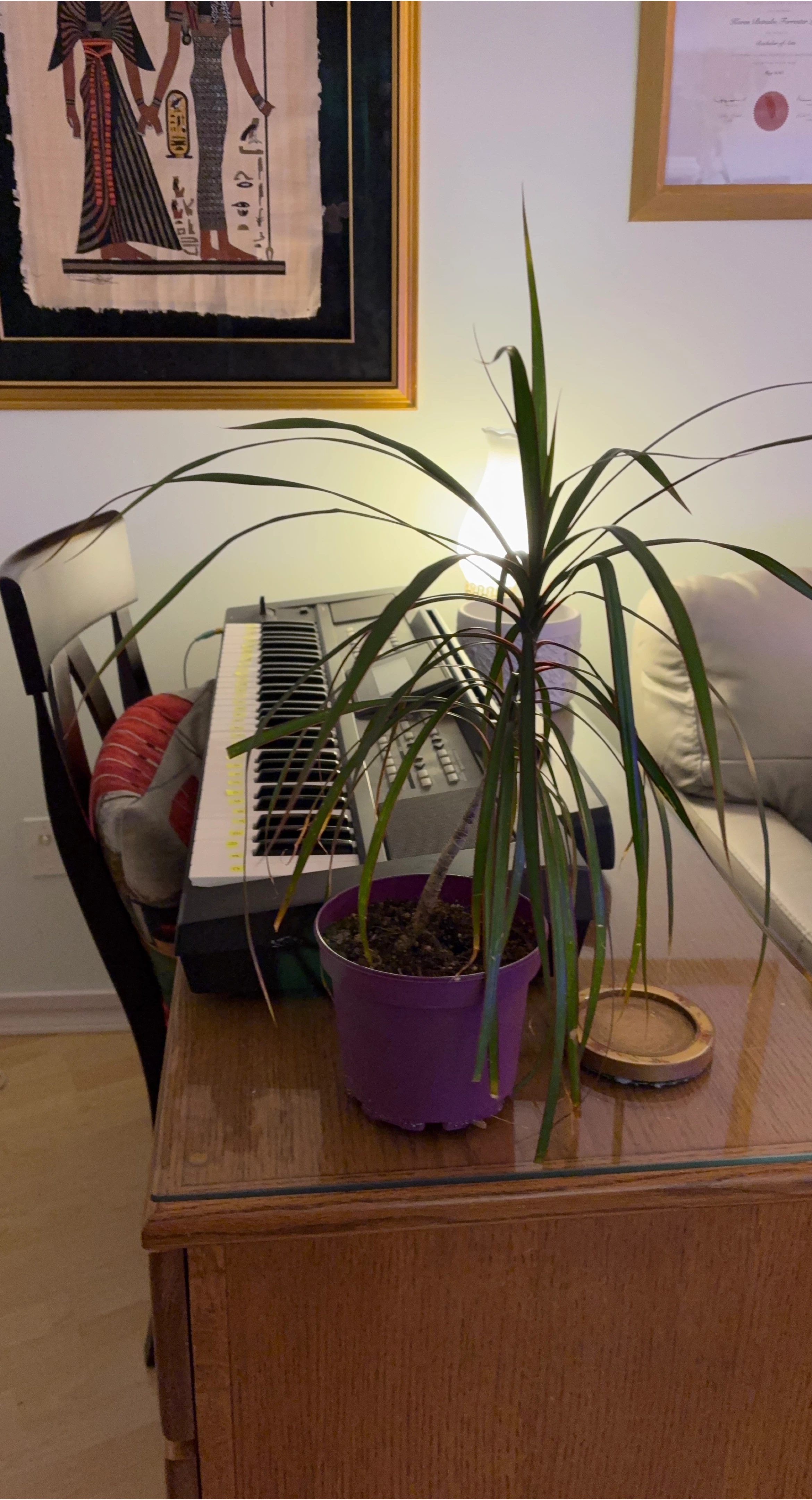 Dracaena Plant in Purple Pot