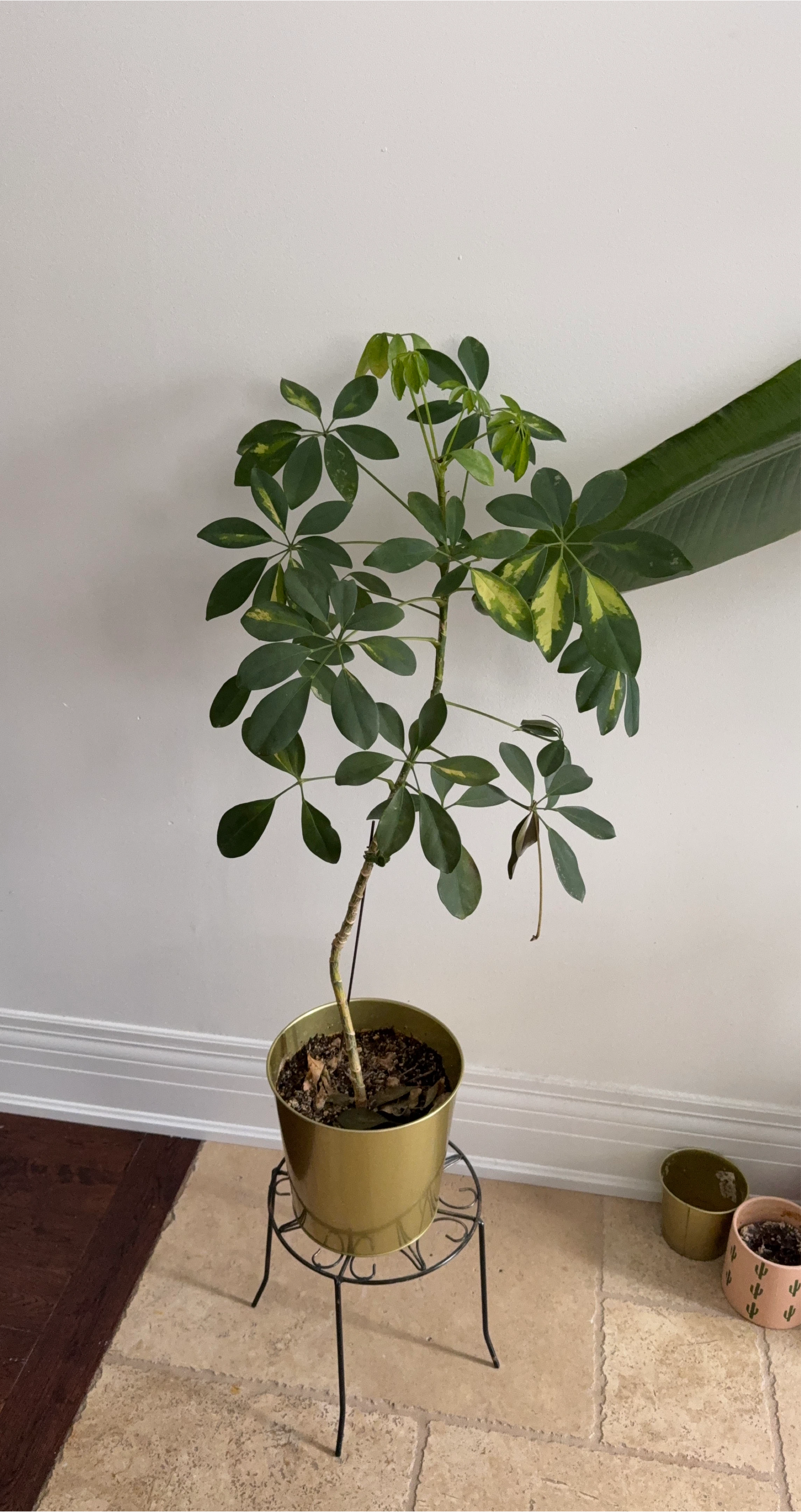 Dwarf Umbrella Tree Plant