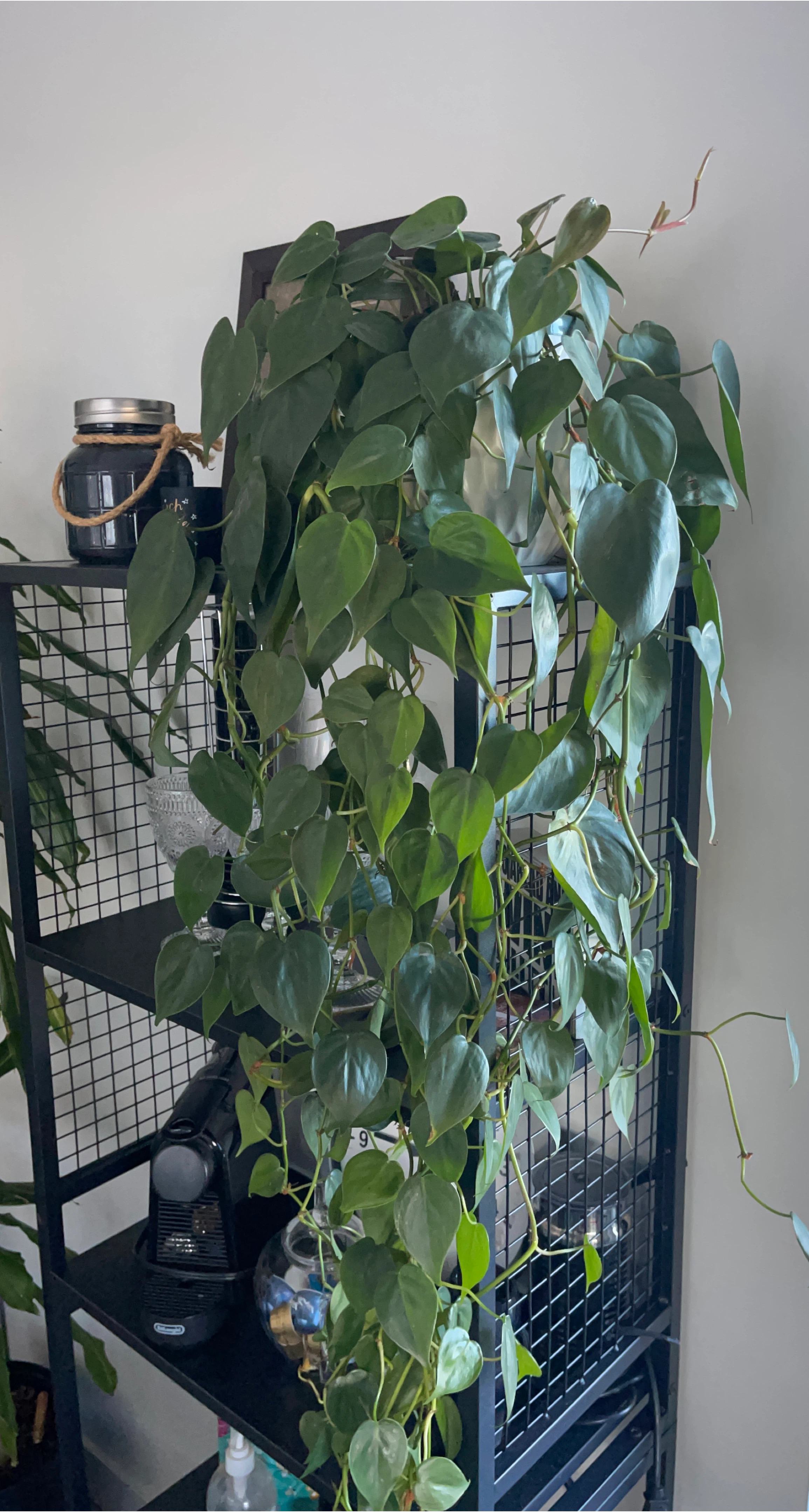 Heartleaf Philodendron Plant