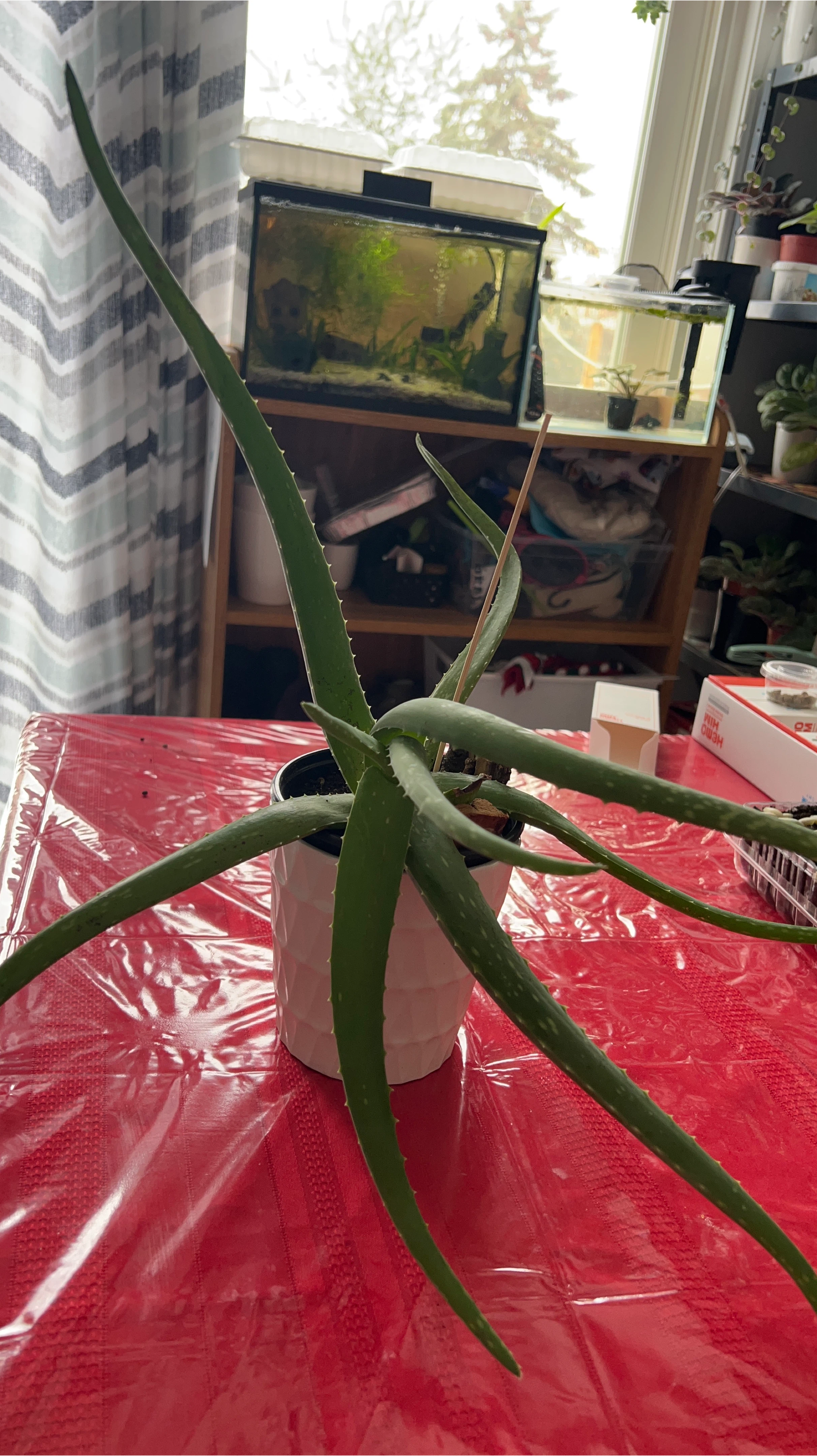 Aloe Vera Plant in White Pot
