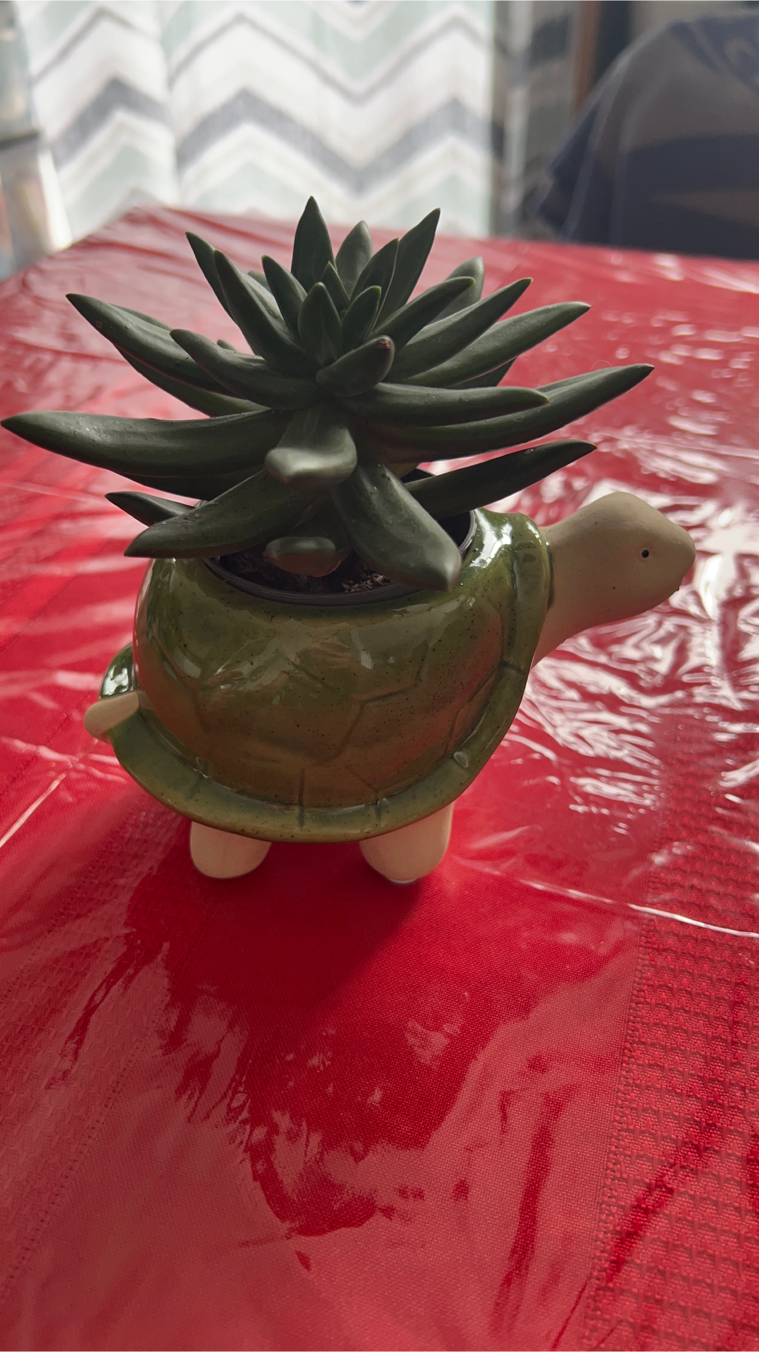 Turtle Succulent Planter