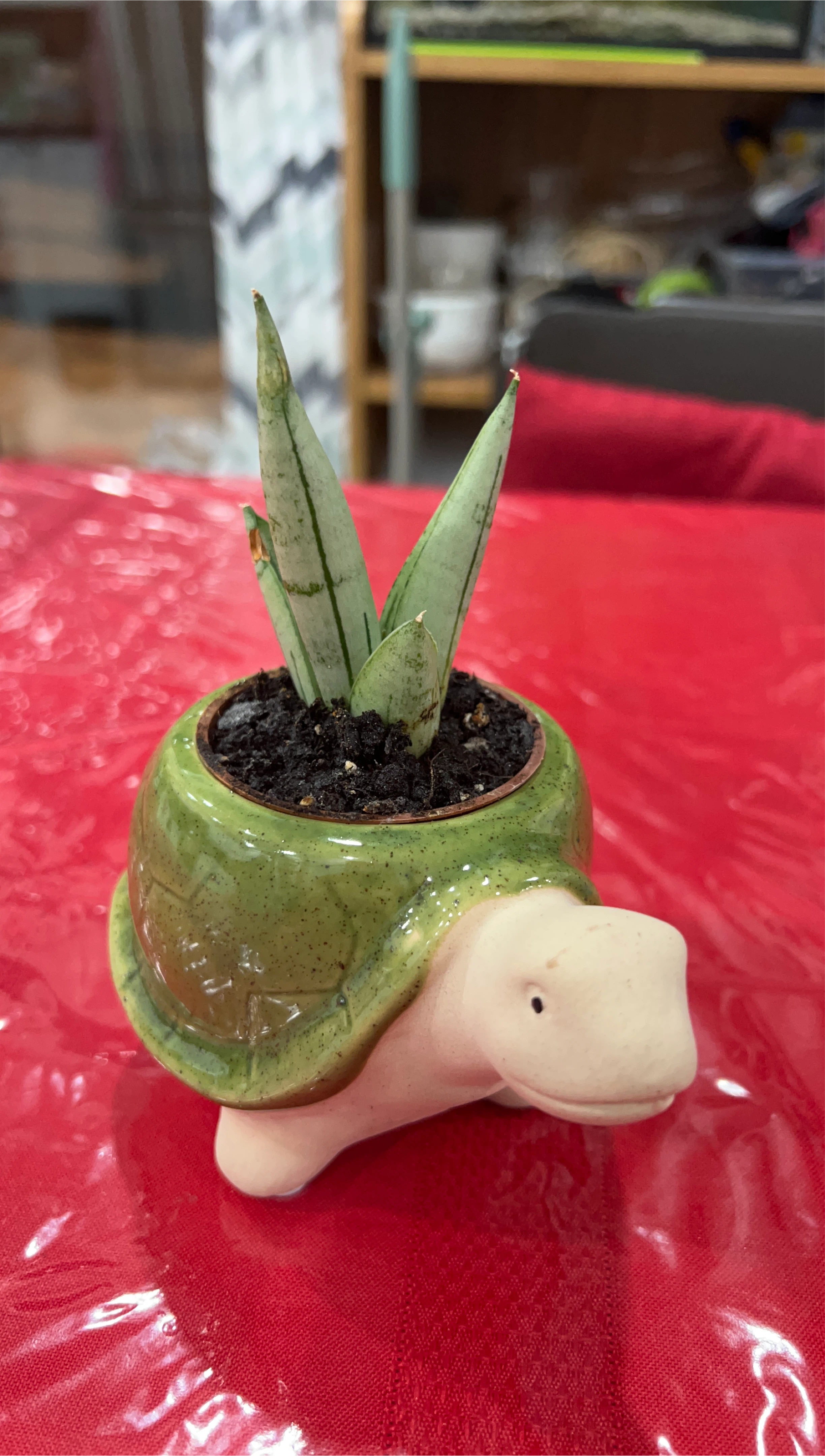 Ceramic Turtle Planter with Sansevieria