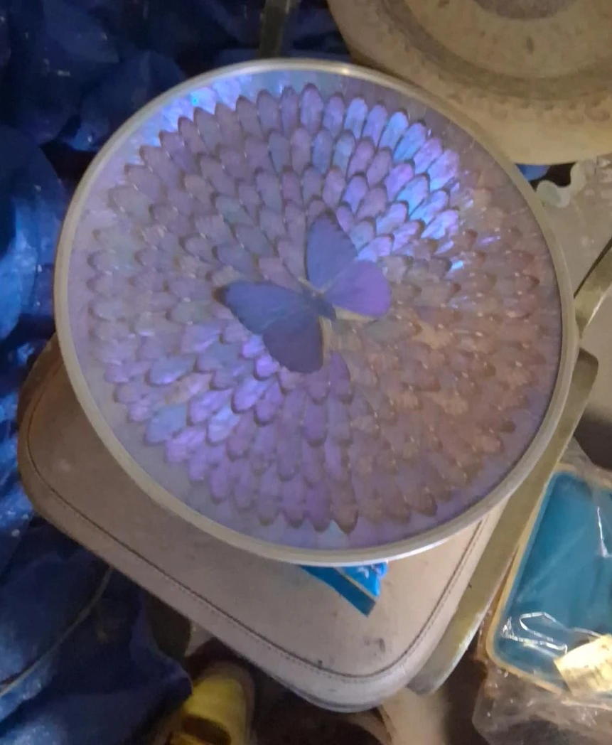 Round Butterfly Wing Art Display