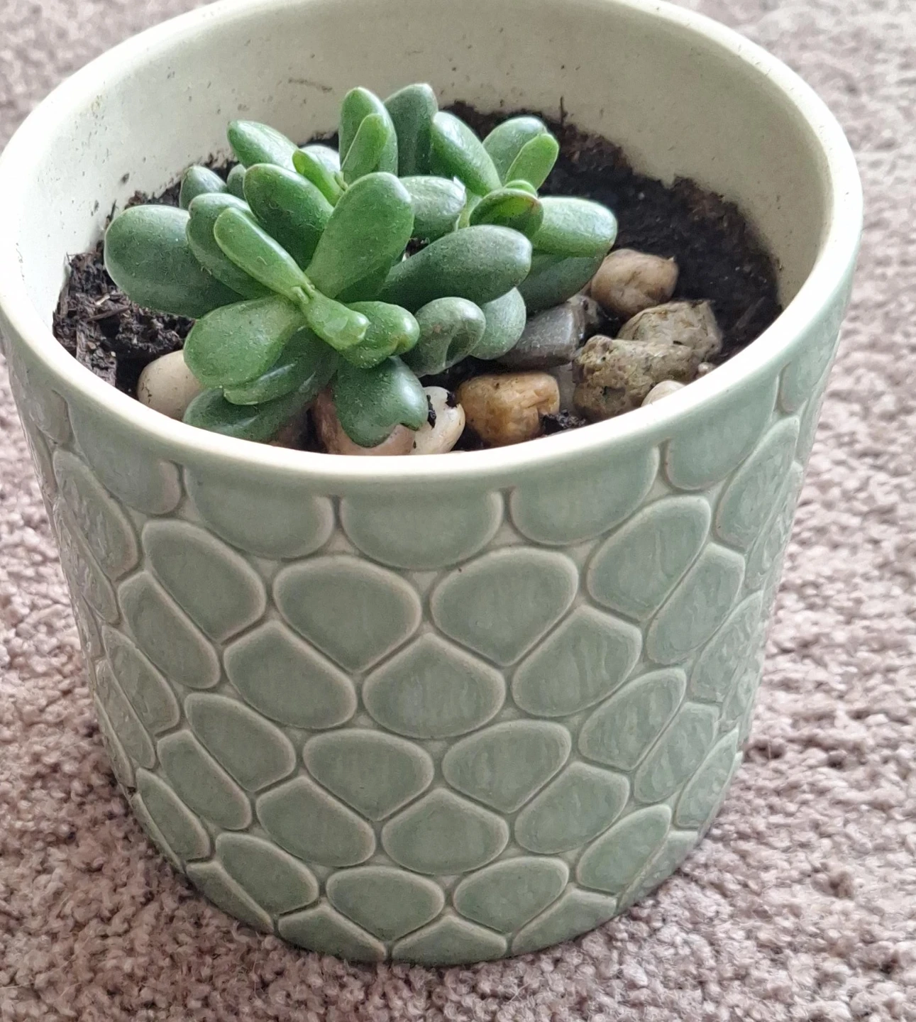 Potted Jade Plant