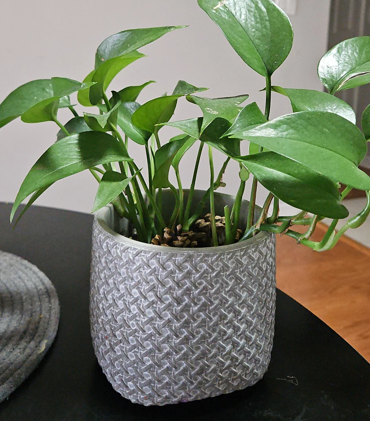 🧡Pothos Plant in Decorative Pot