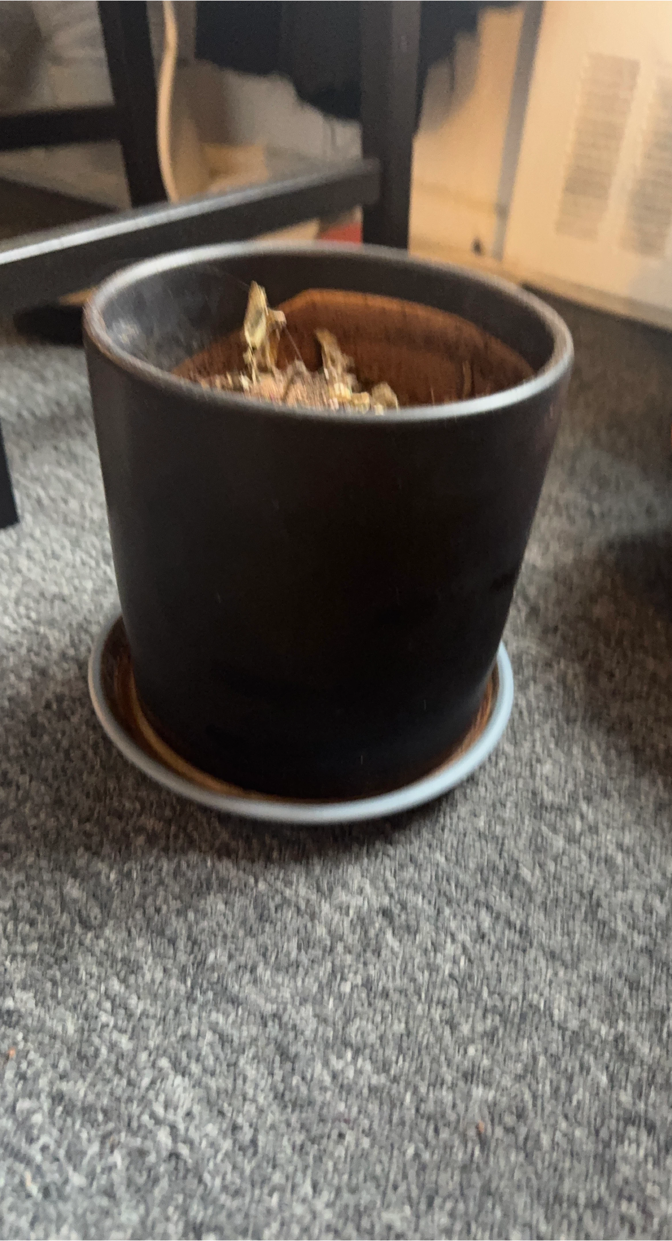 Black Ceramic Pot with Saucer