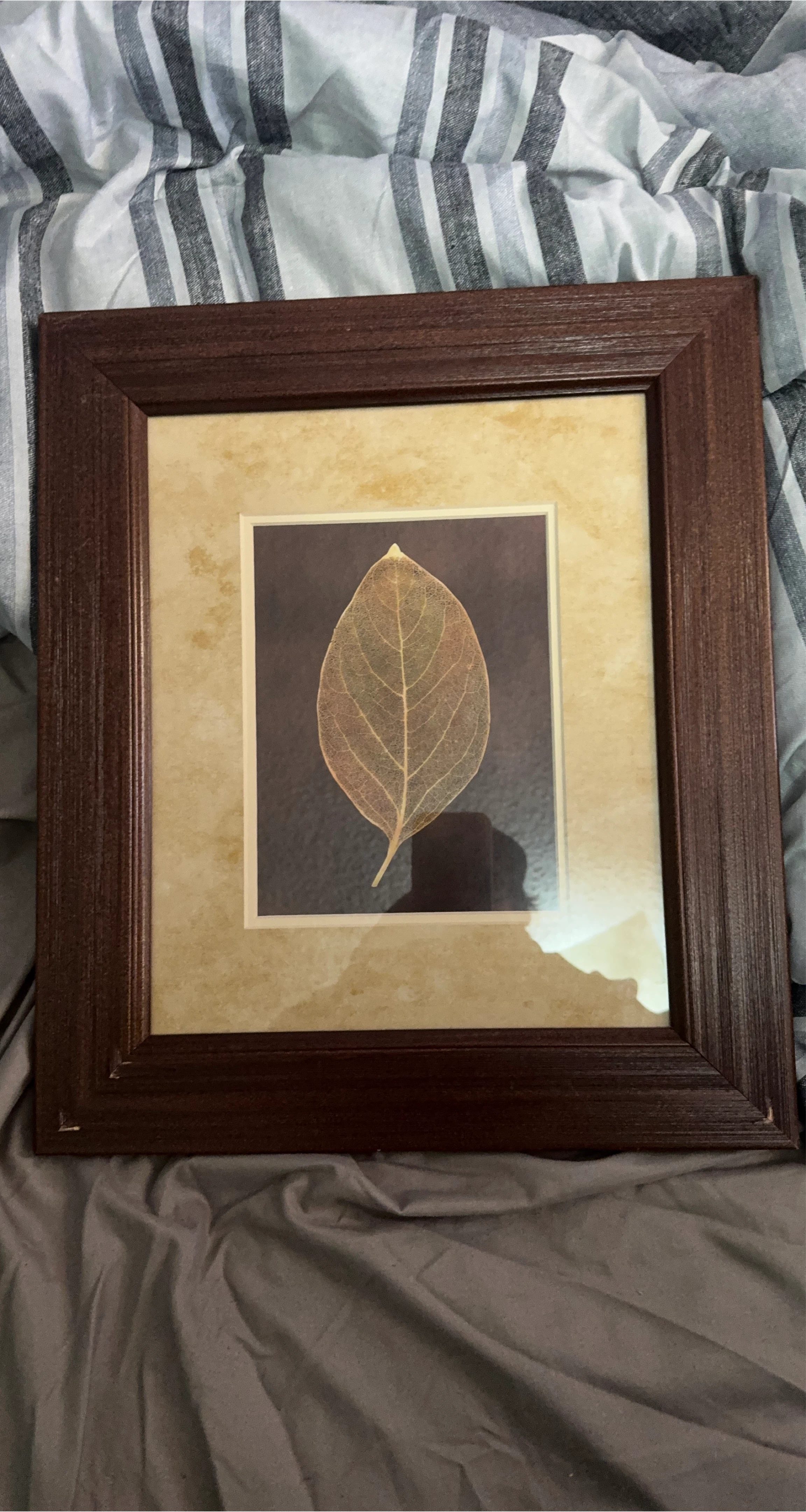 Framed Skeleton Leaf Wall Art
