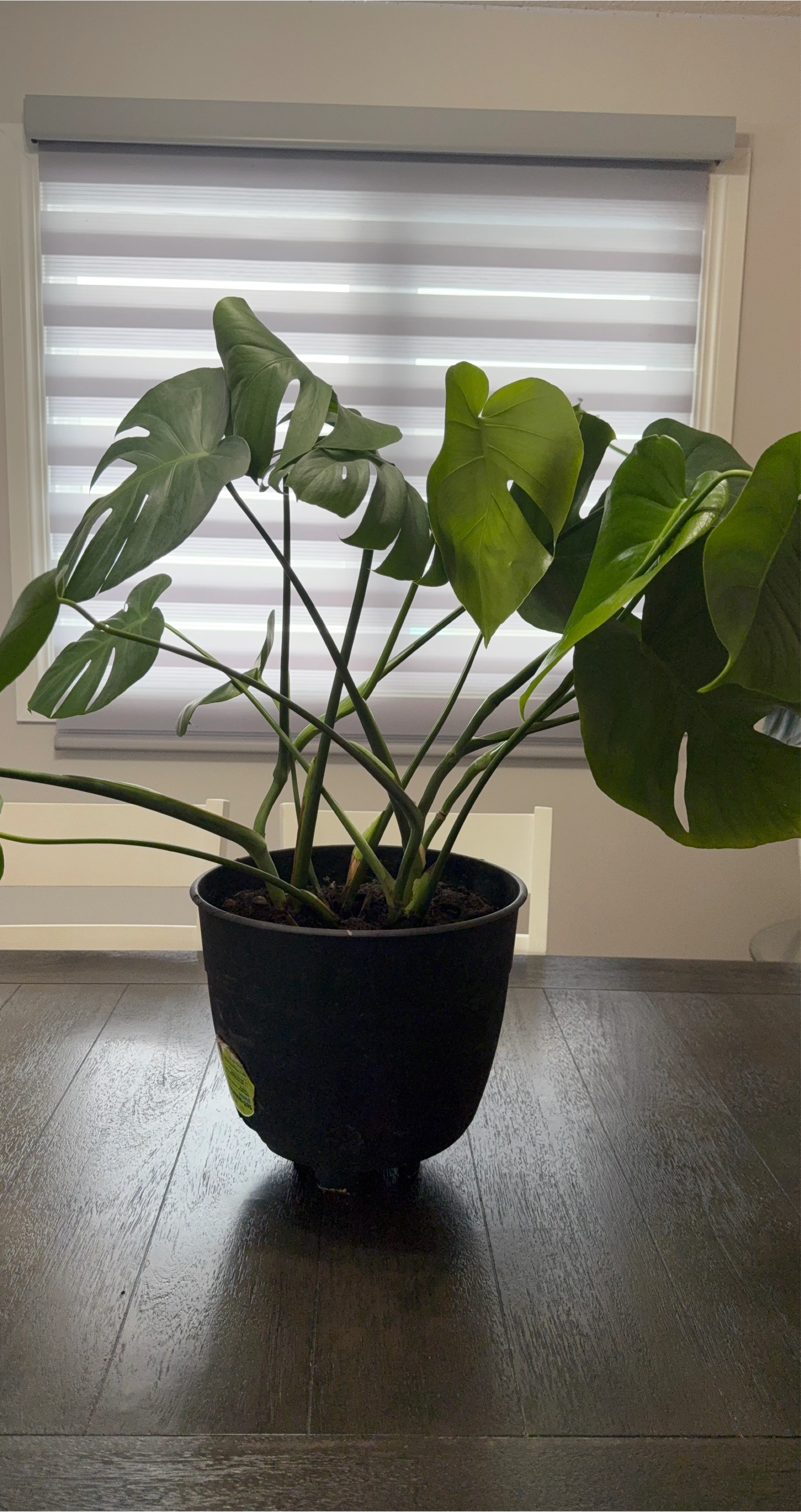 Monstera Deliciosa Plant