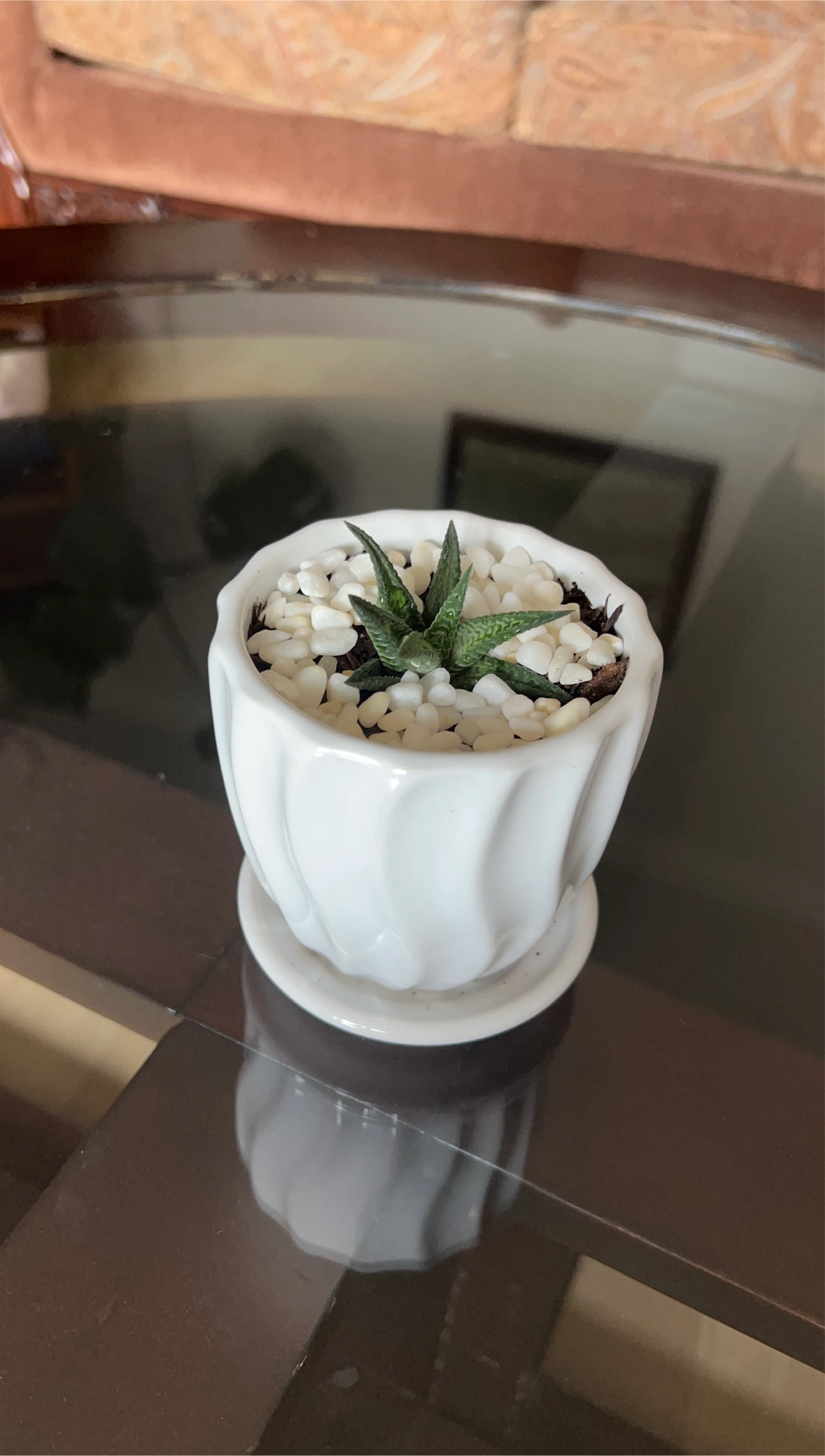 Succulent Plant in White Ceramic Pot