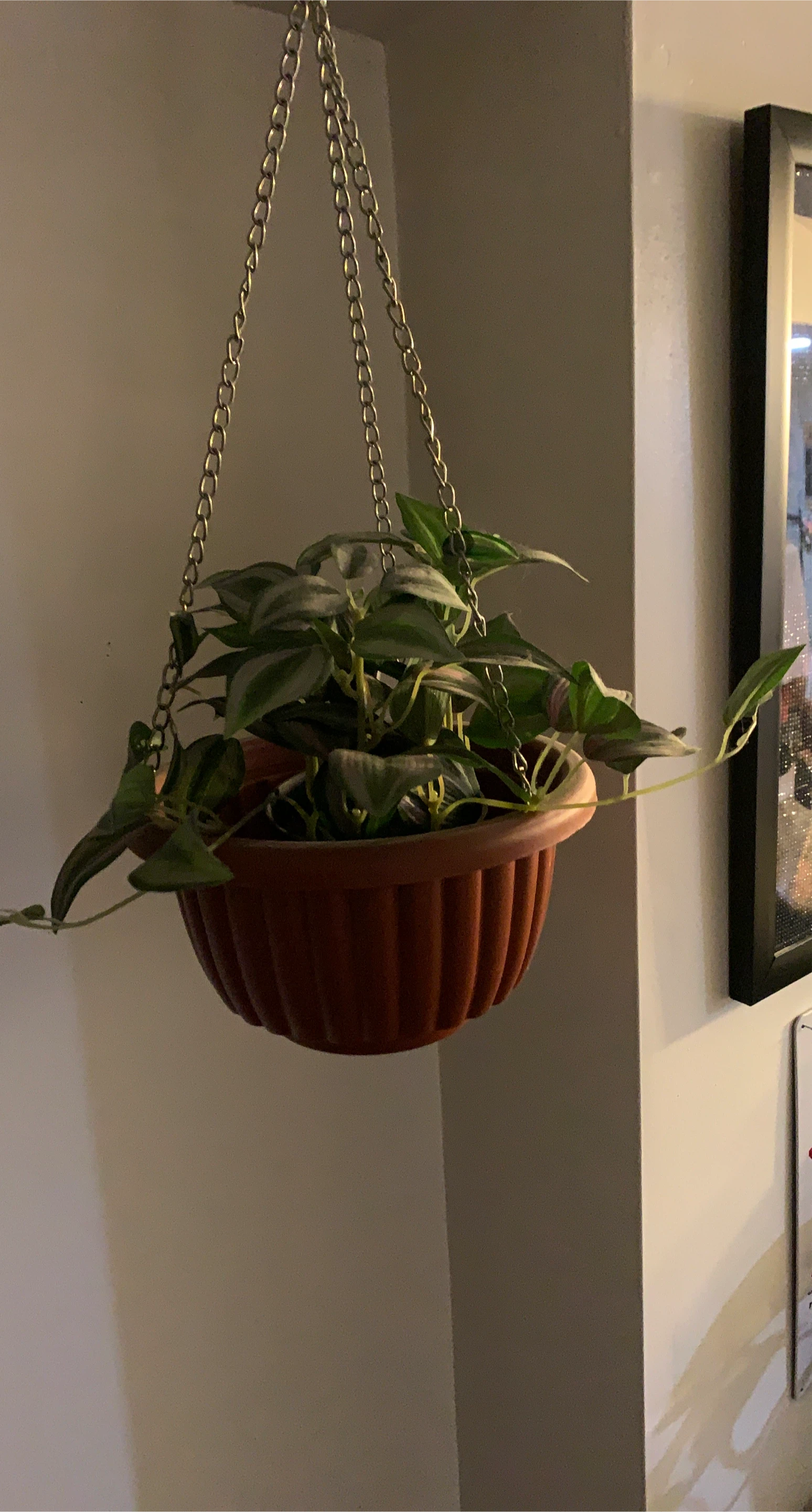 Hanging Planter with Wandering Jew Plant