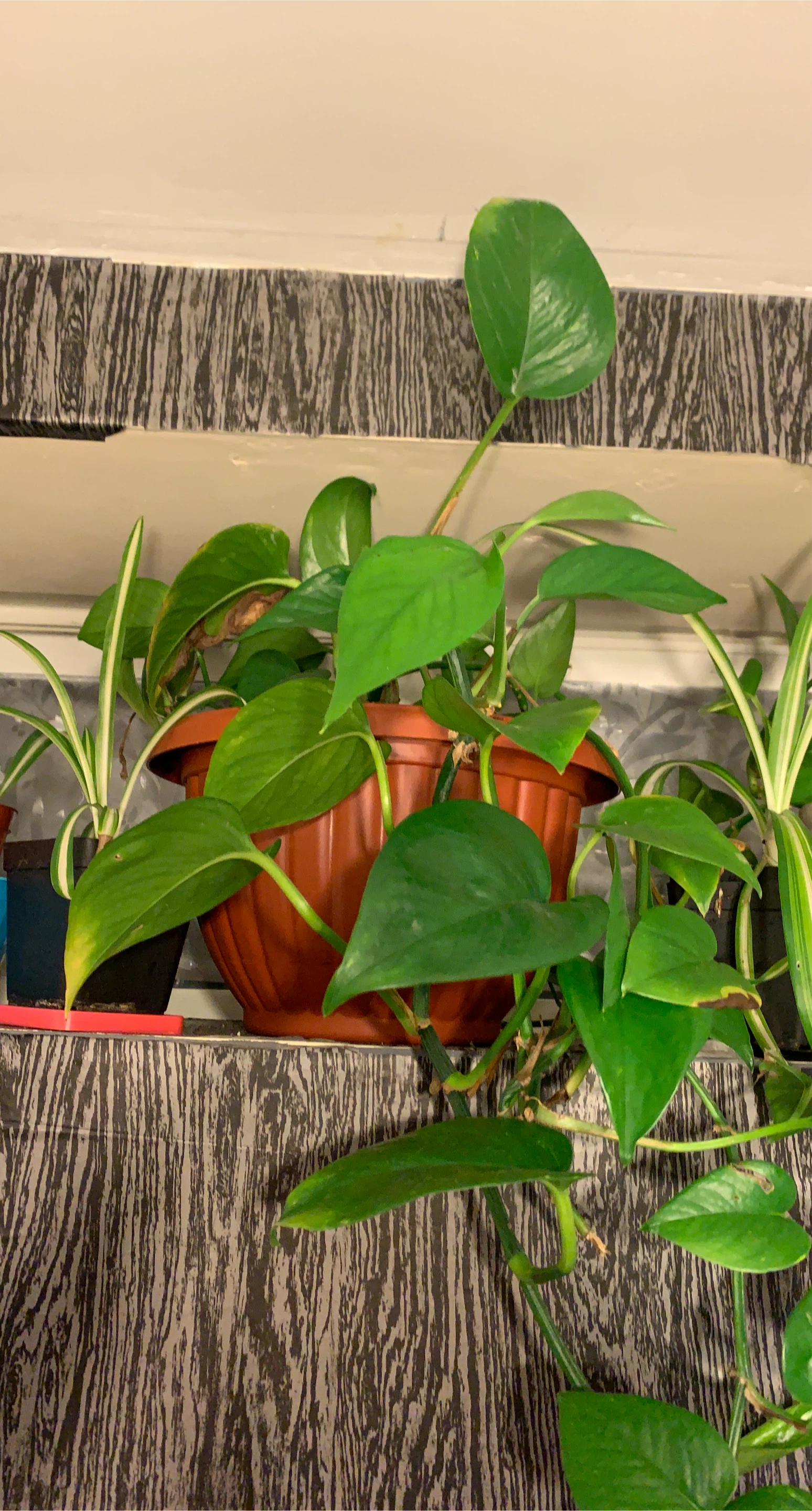 Pothos Plant in Terracotta Pot