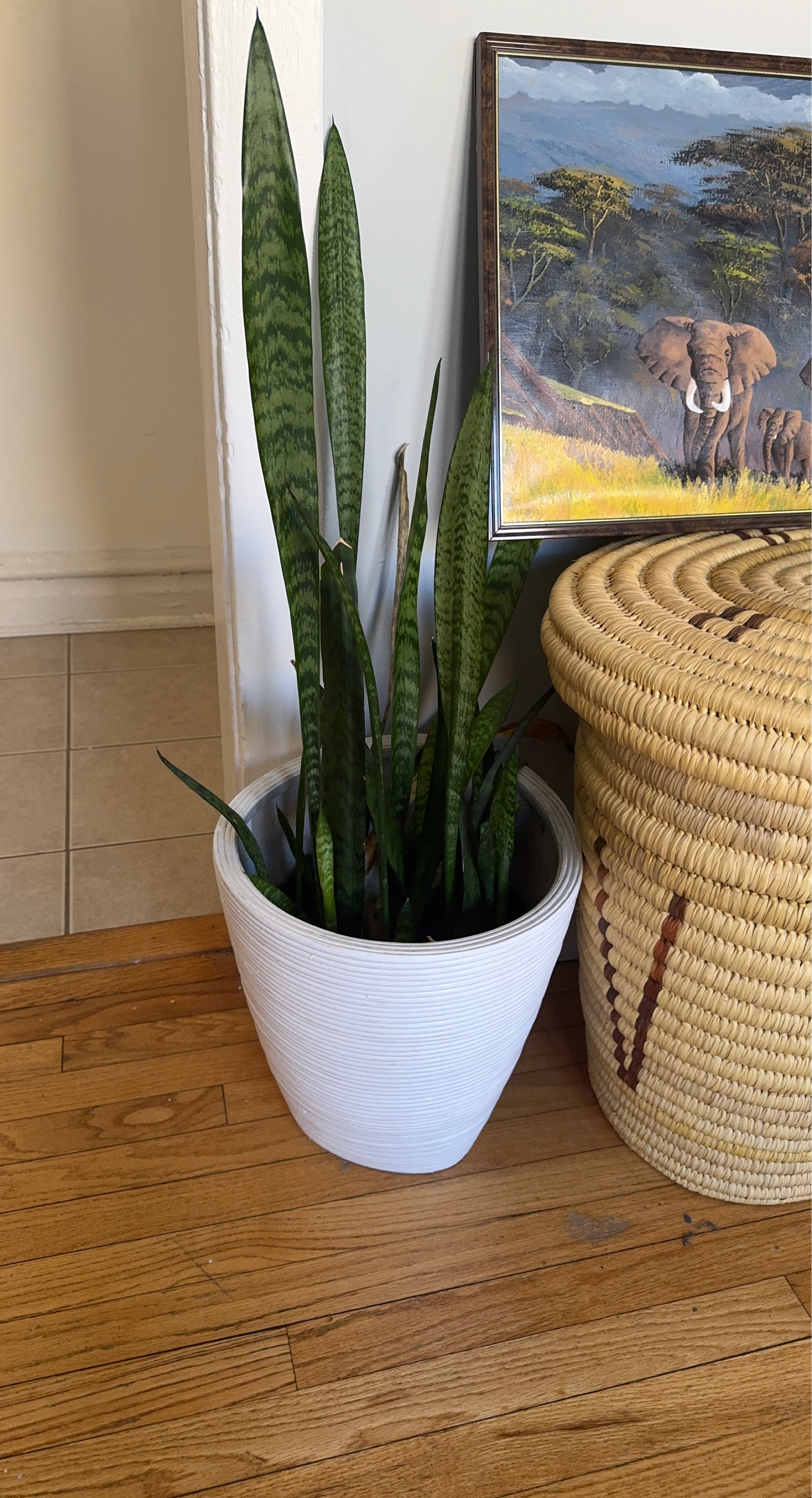 Large Snake Plant in White Pot