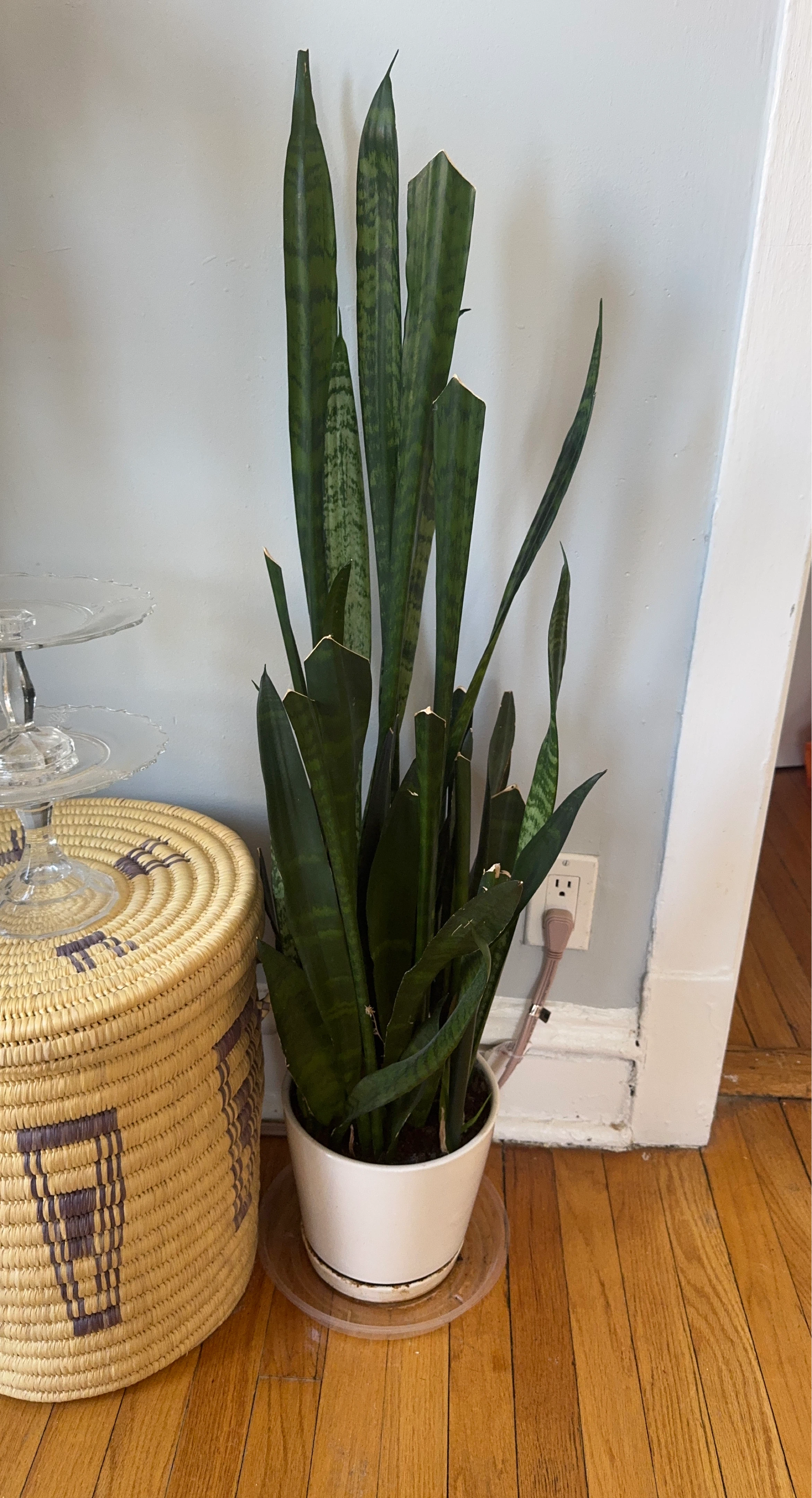 Snake Plant in White Pot