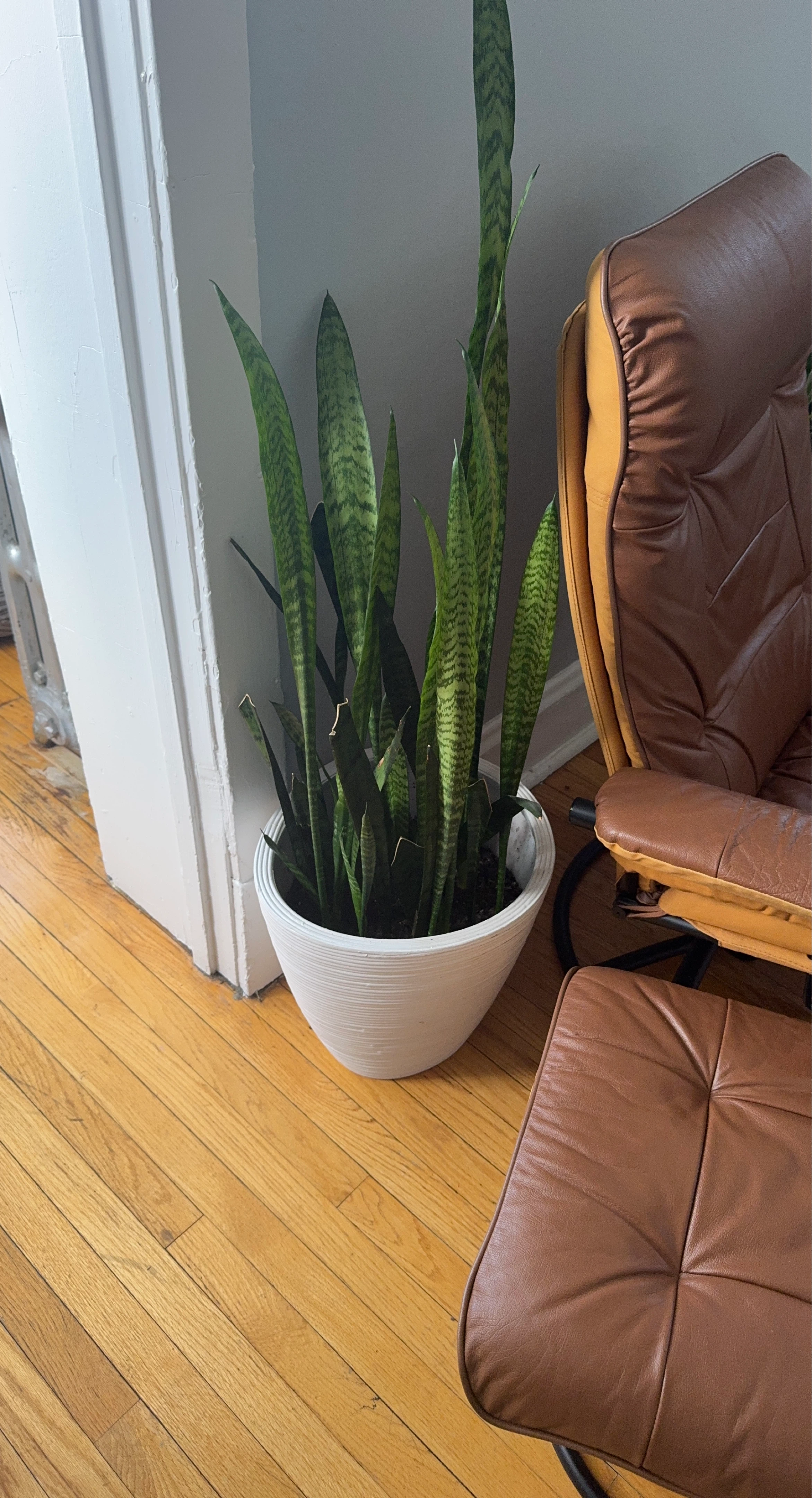 Large Snake Plant in White Pot