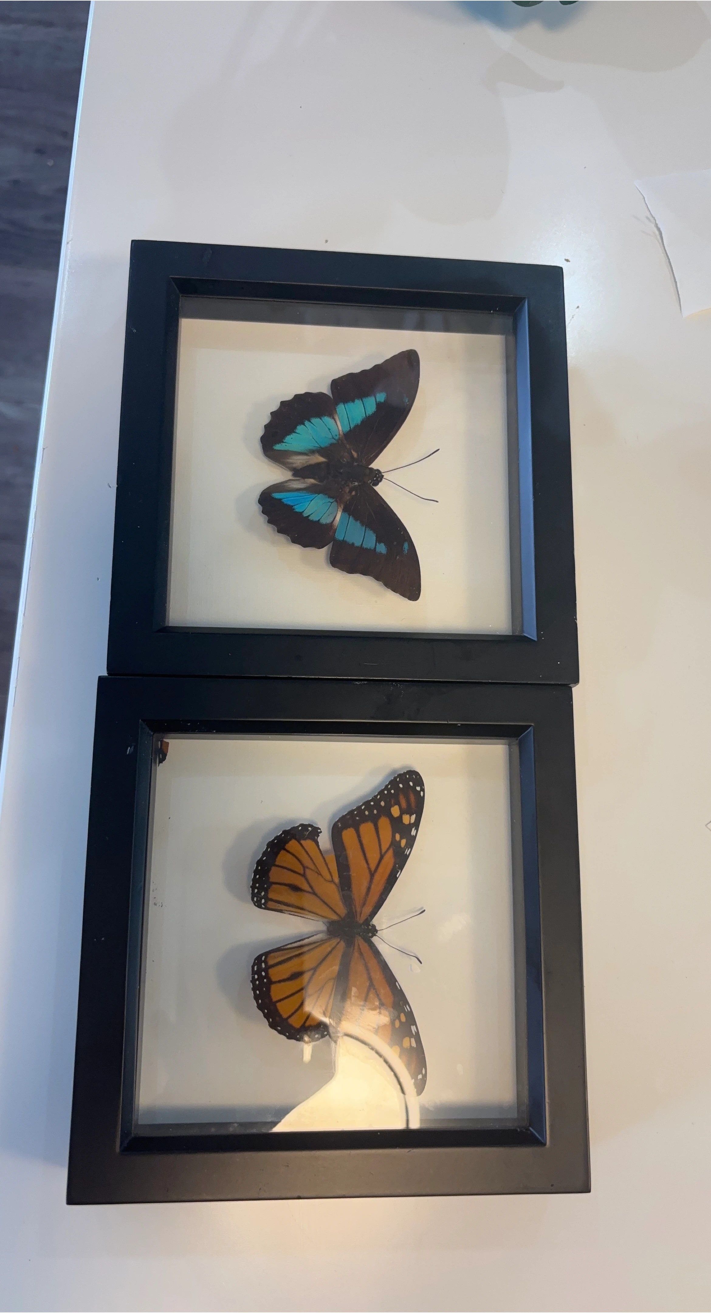 Framed Butterflies (2)