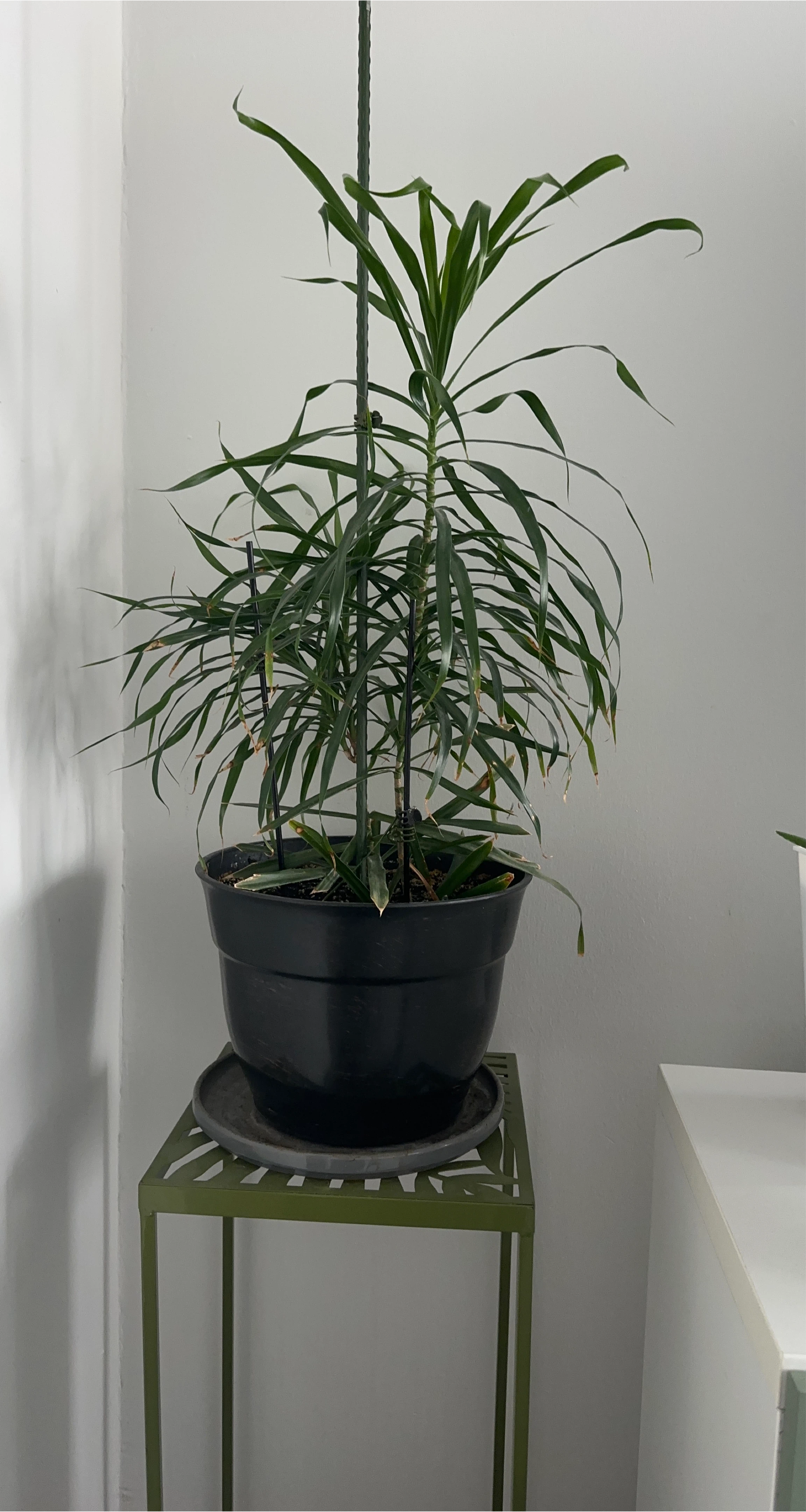 Tall Green Potted Plant