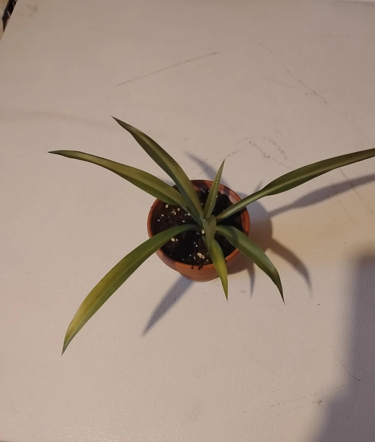 Potted Succulent Plant