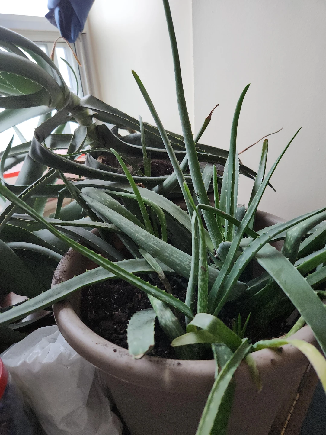 Large Aloe Vera Plant in Pot