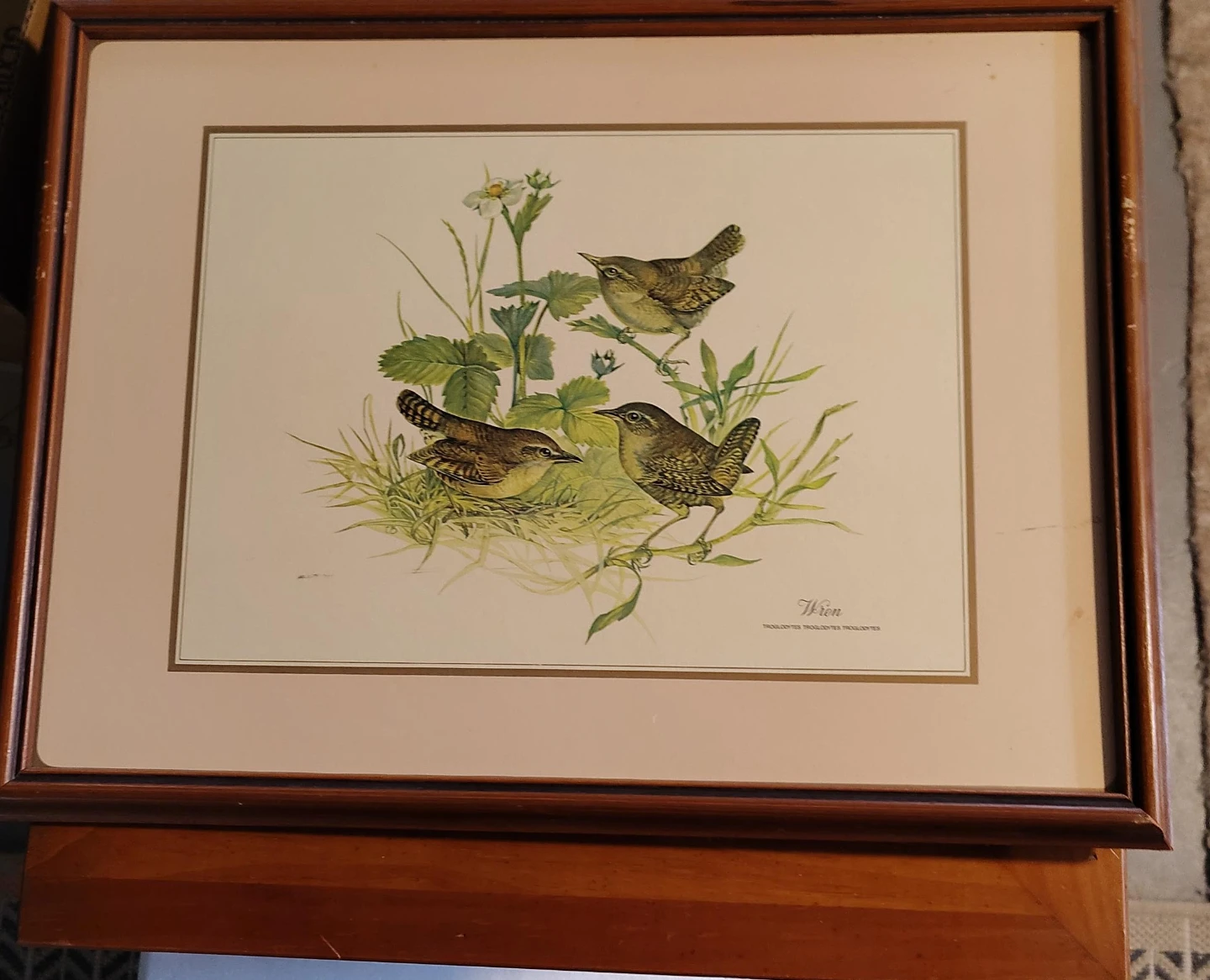 Framed Wren Bird Print
