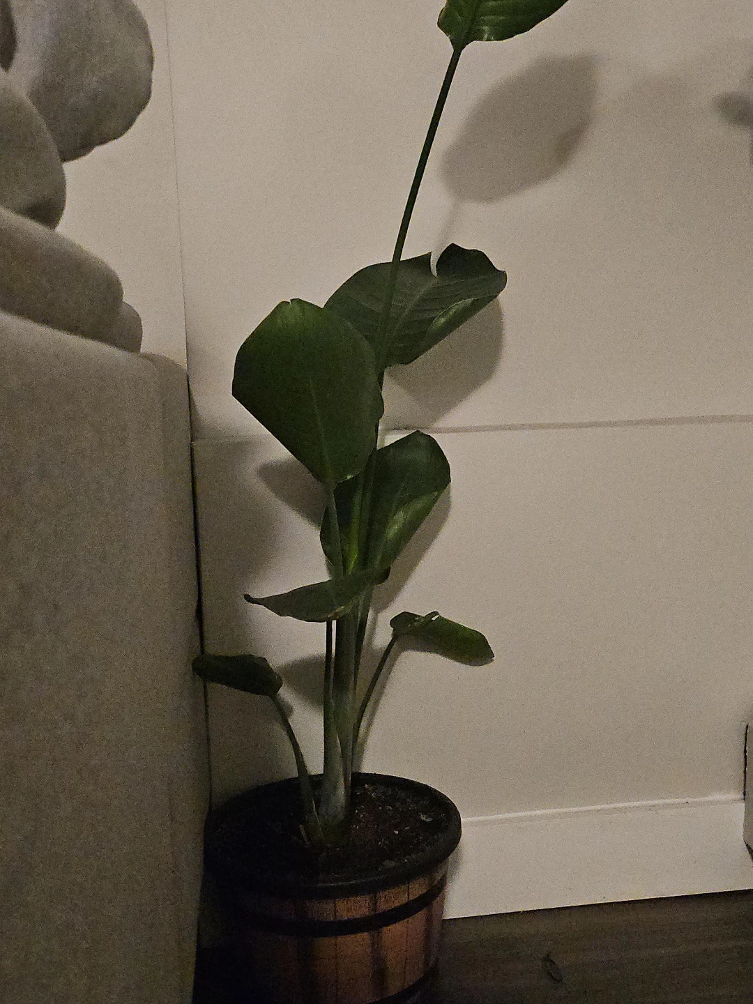 Bird of Paradise Plant in Wooden Pot