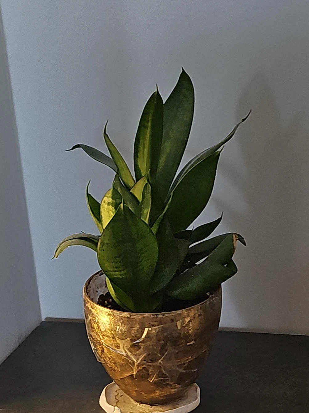 Snake Plant