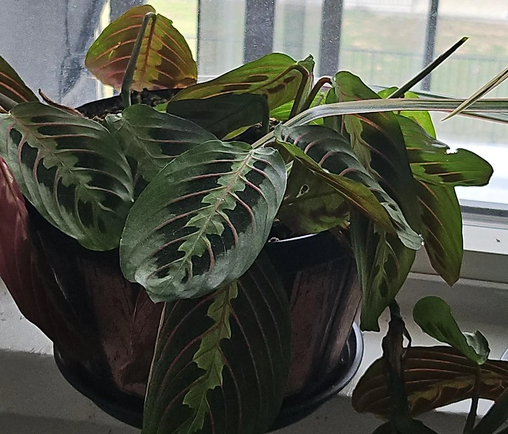 Prayer Plant in Pot