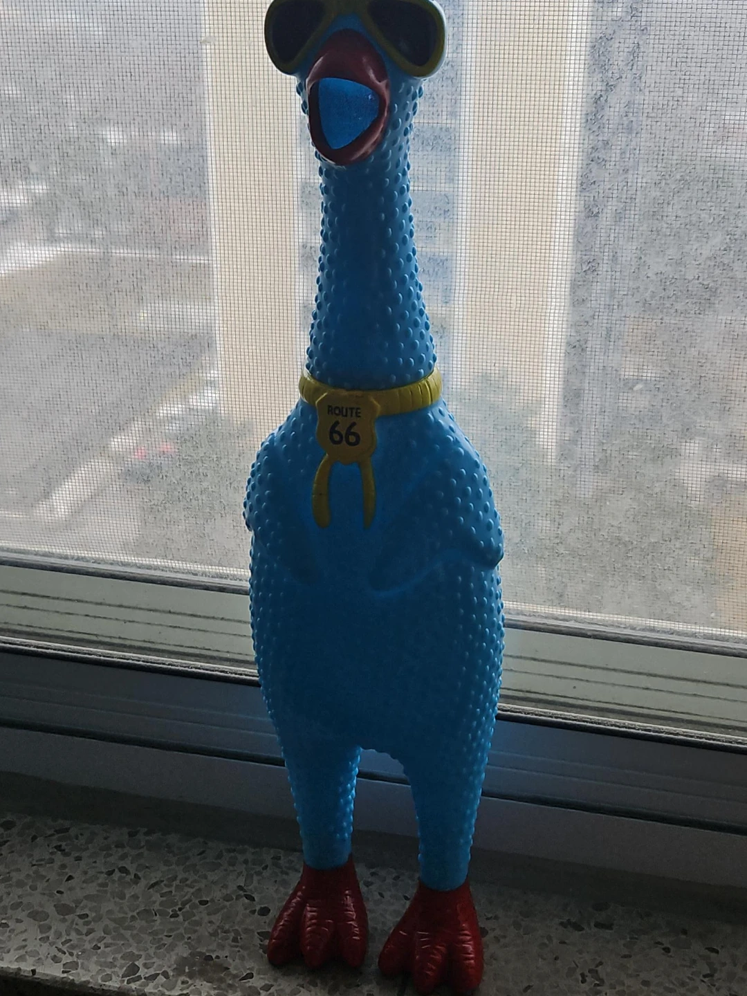 Blue Squeaky Chicken Toy
