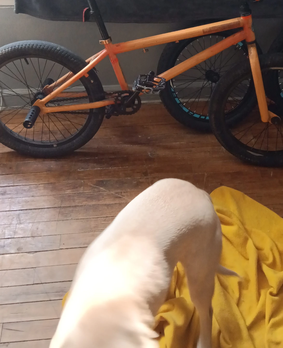 Orange BMX Bike