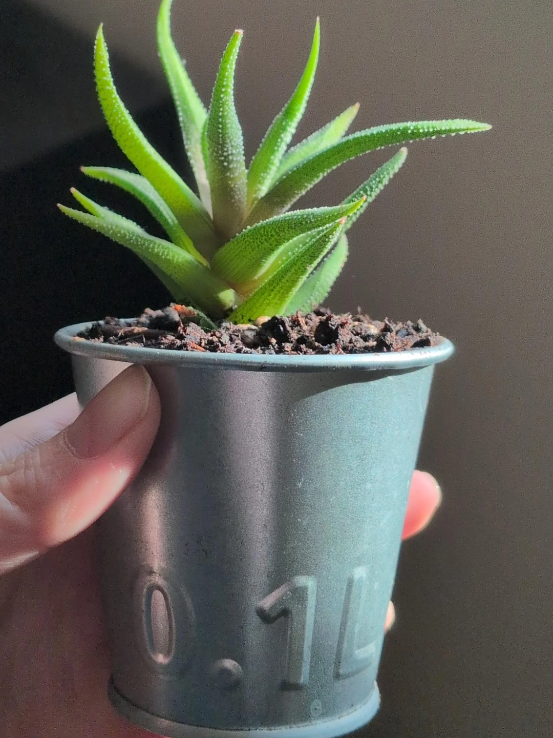 Small Haworthia in Pot ( 6 for $25) - photo 2