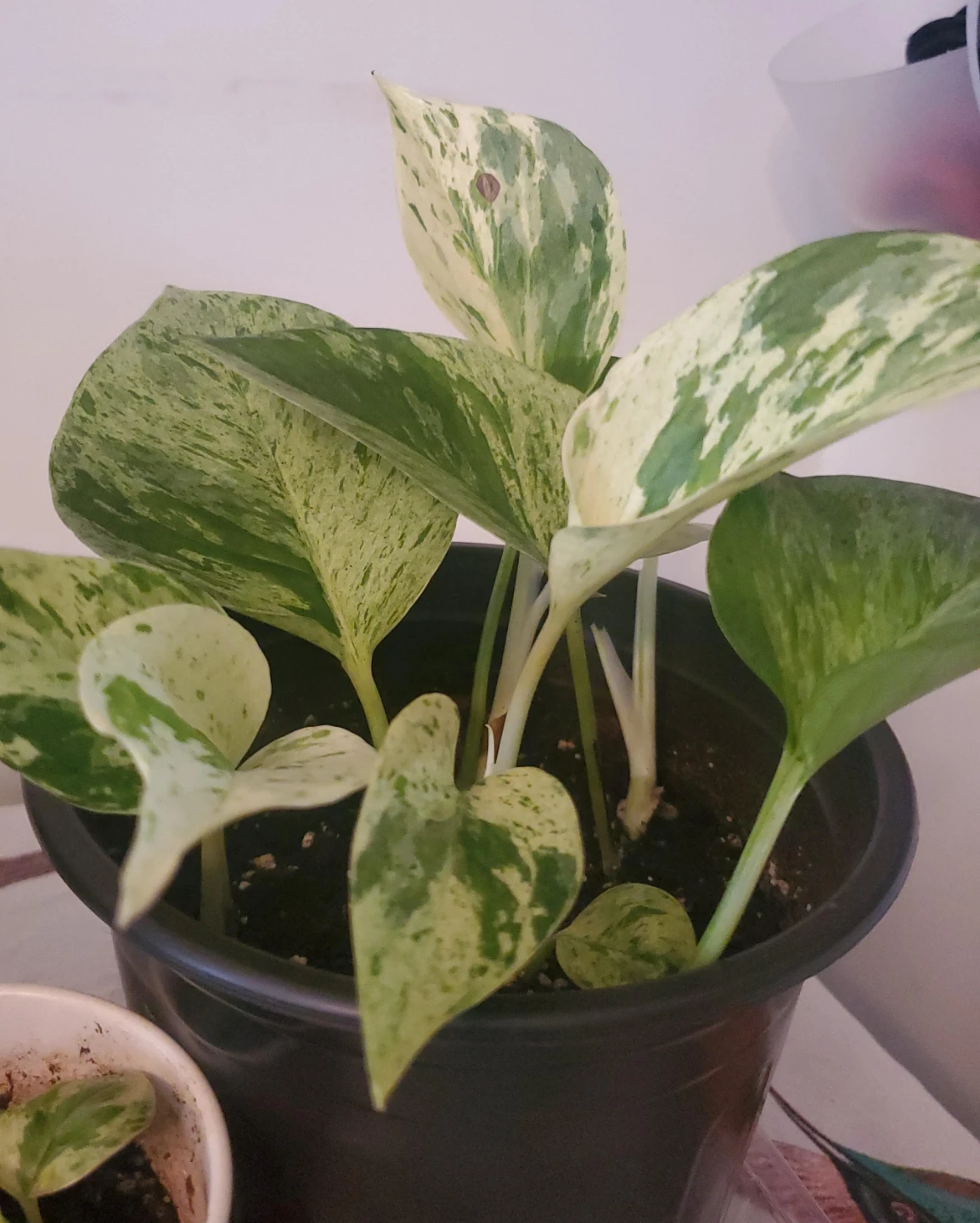 Marble Queen Pothos Plant