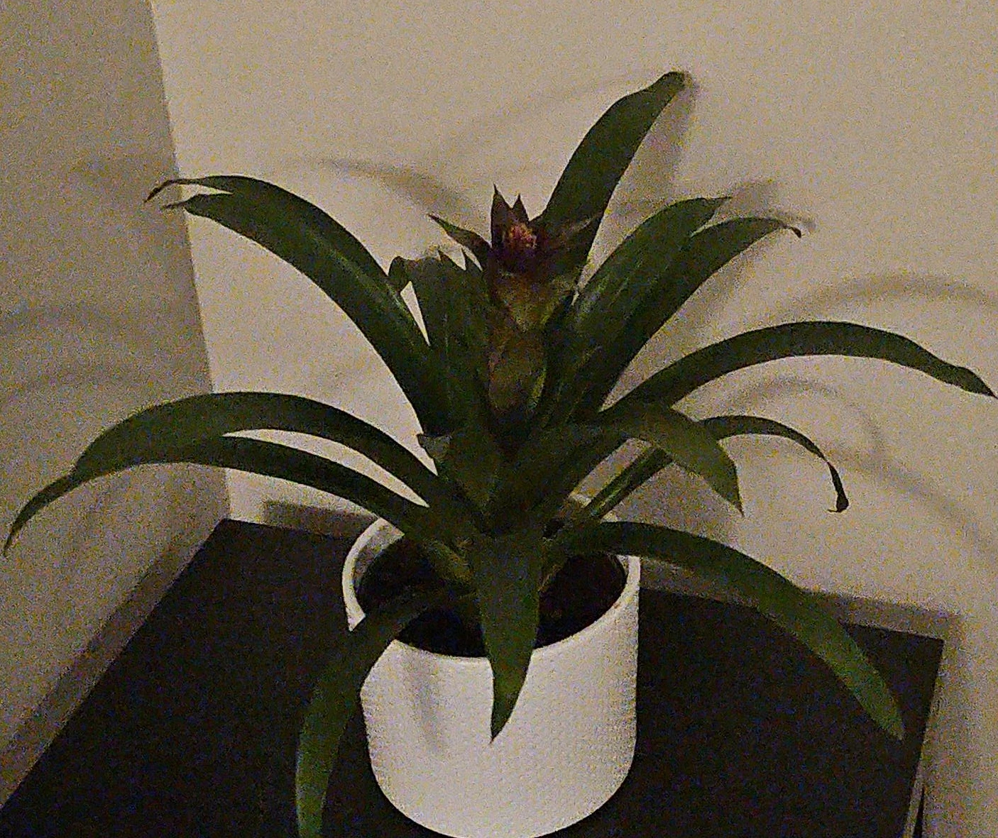 Potted Bromeliad Plant