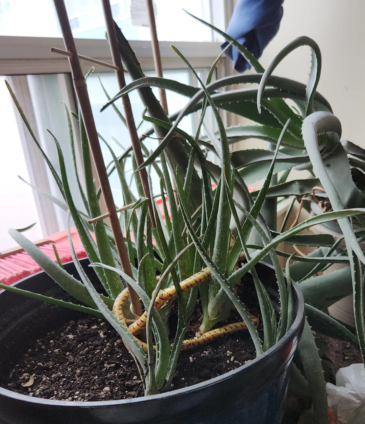 Potted Aloe Vera Plant