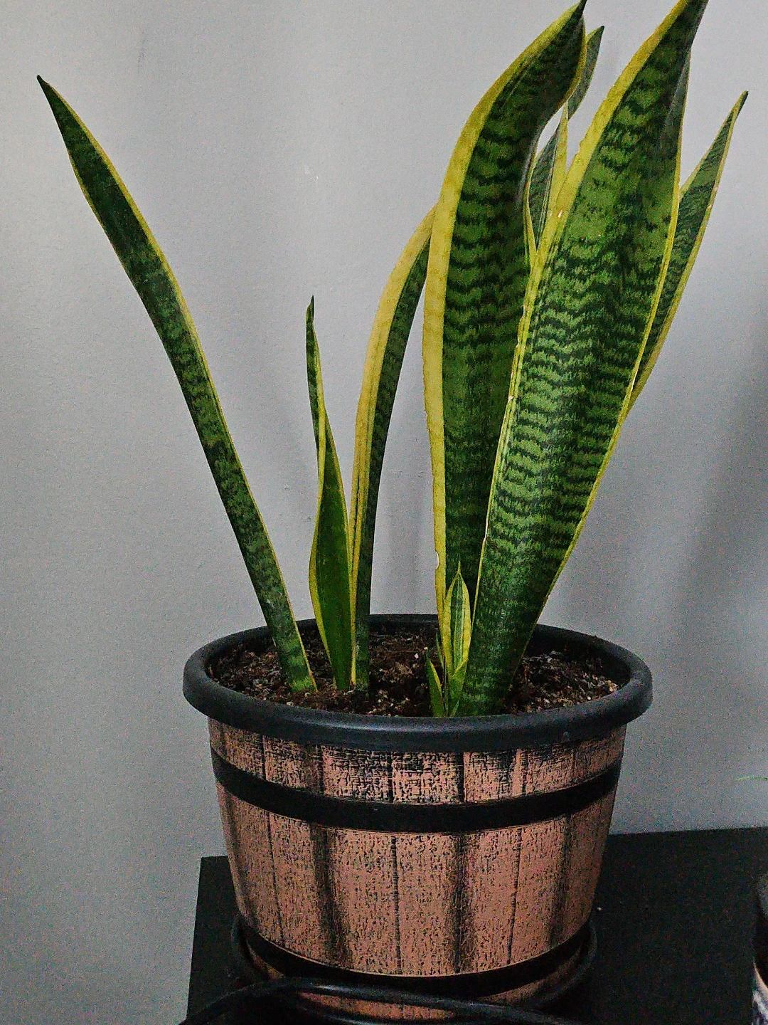 Snake Plant in Decorative Barrel Pot
