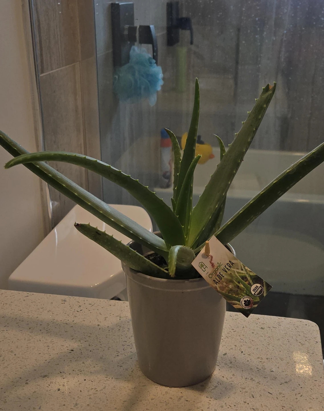 Organic Aloe Vera Plant