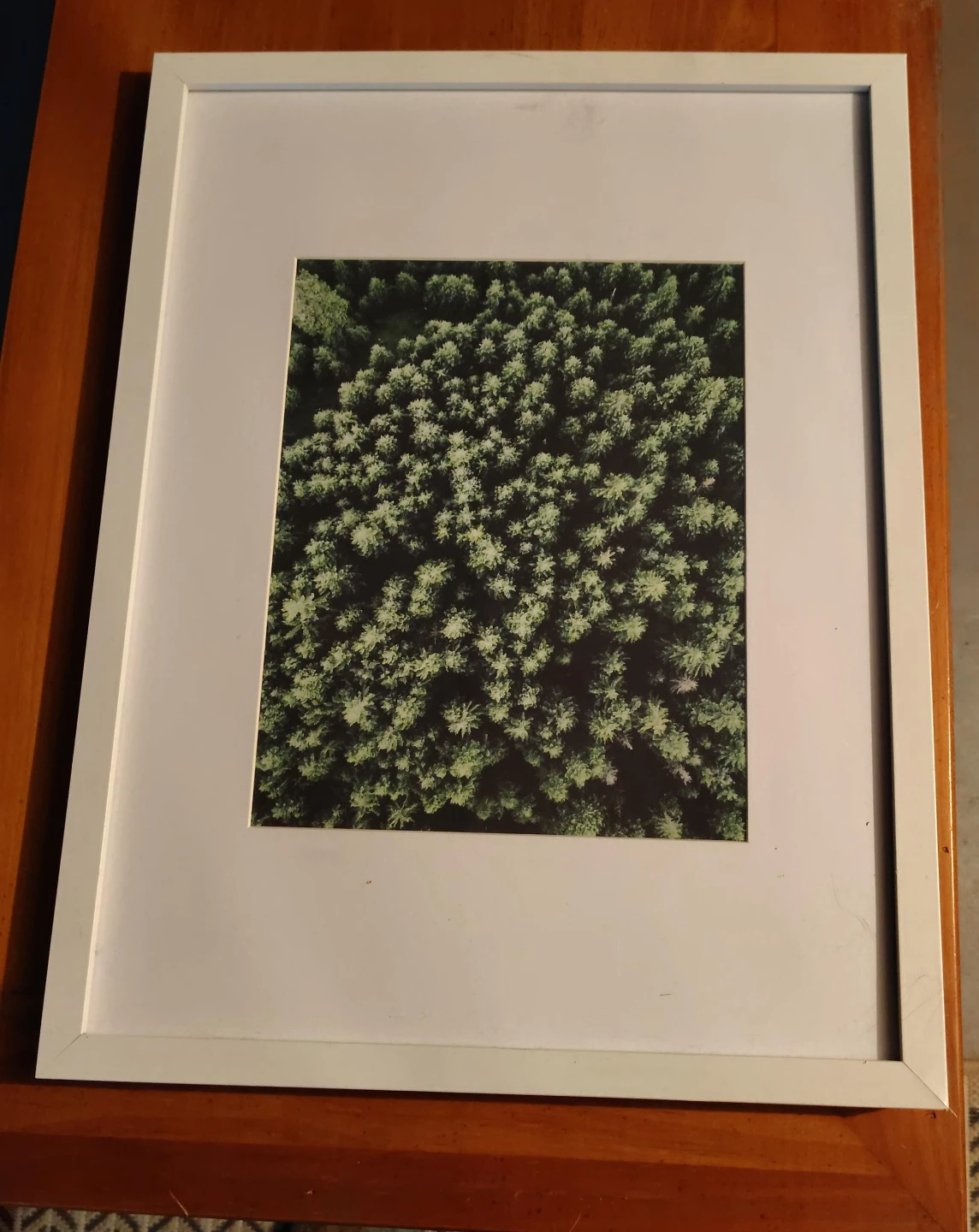 Framed Aerial Forest Print