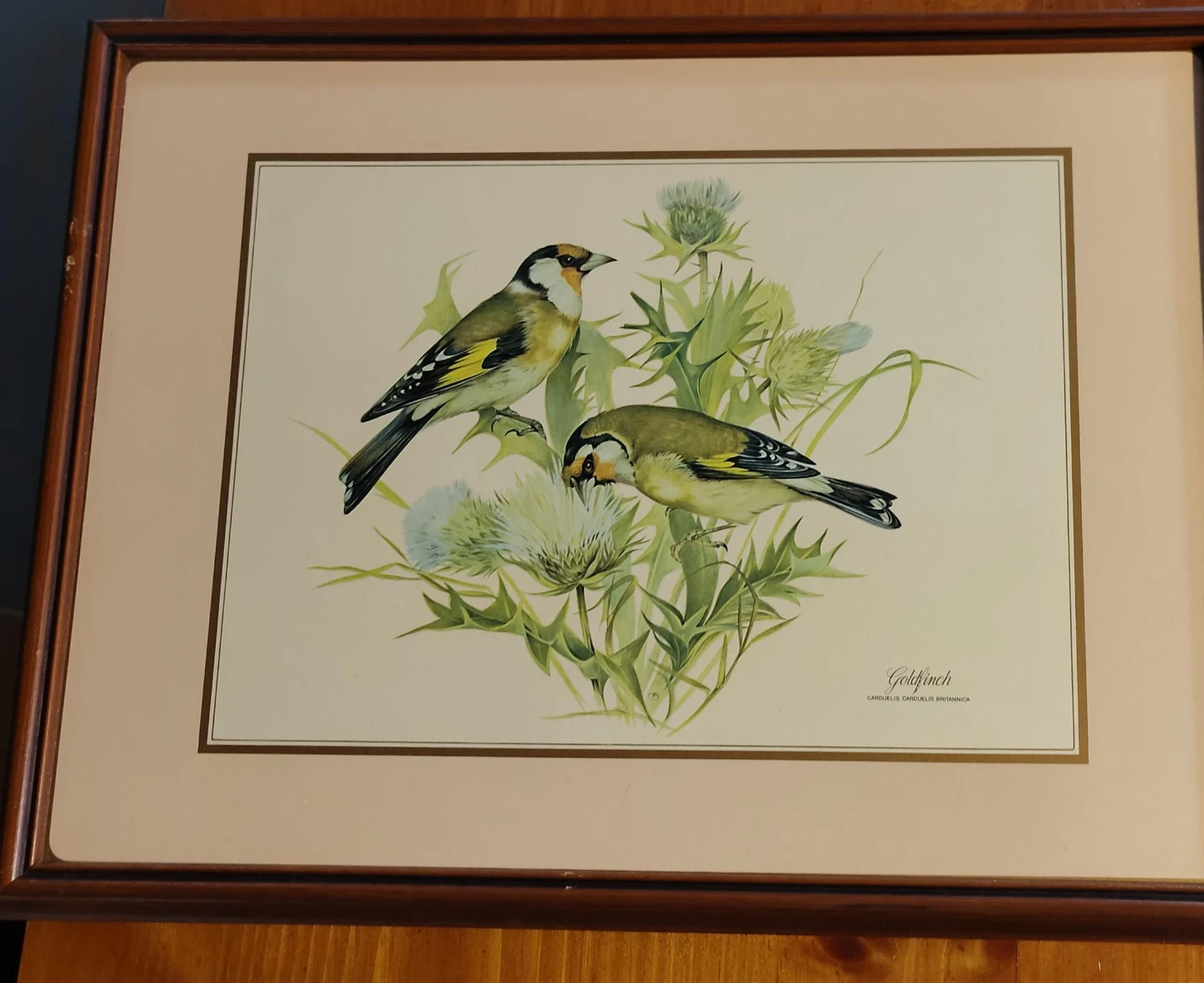 Framed Goldfinch Print