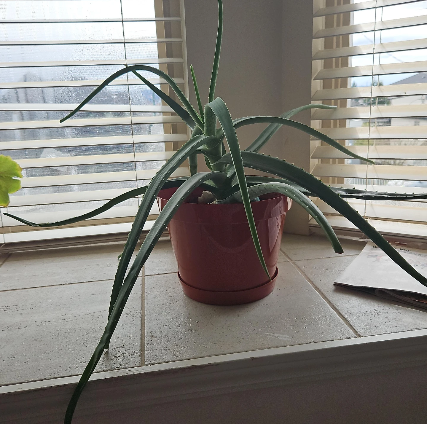 Aloe Vera Plant in Terracotta Pot