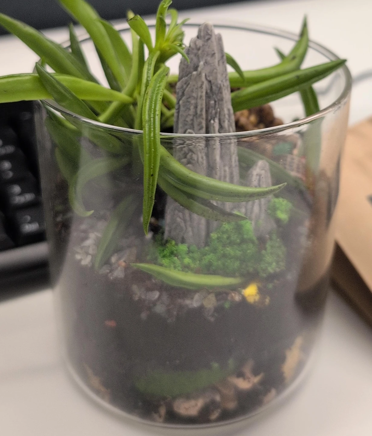 Glass Terrarium with Succulent and Miniature Rock Scenery