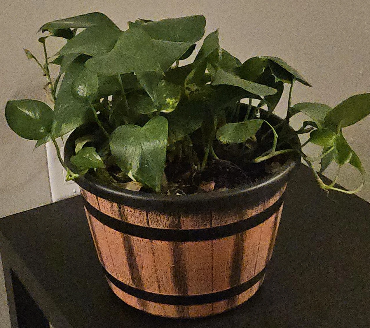 Pothos Plant in Decorative Barrel Pot