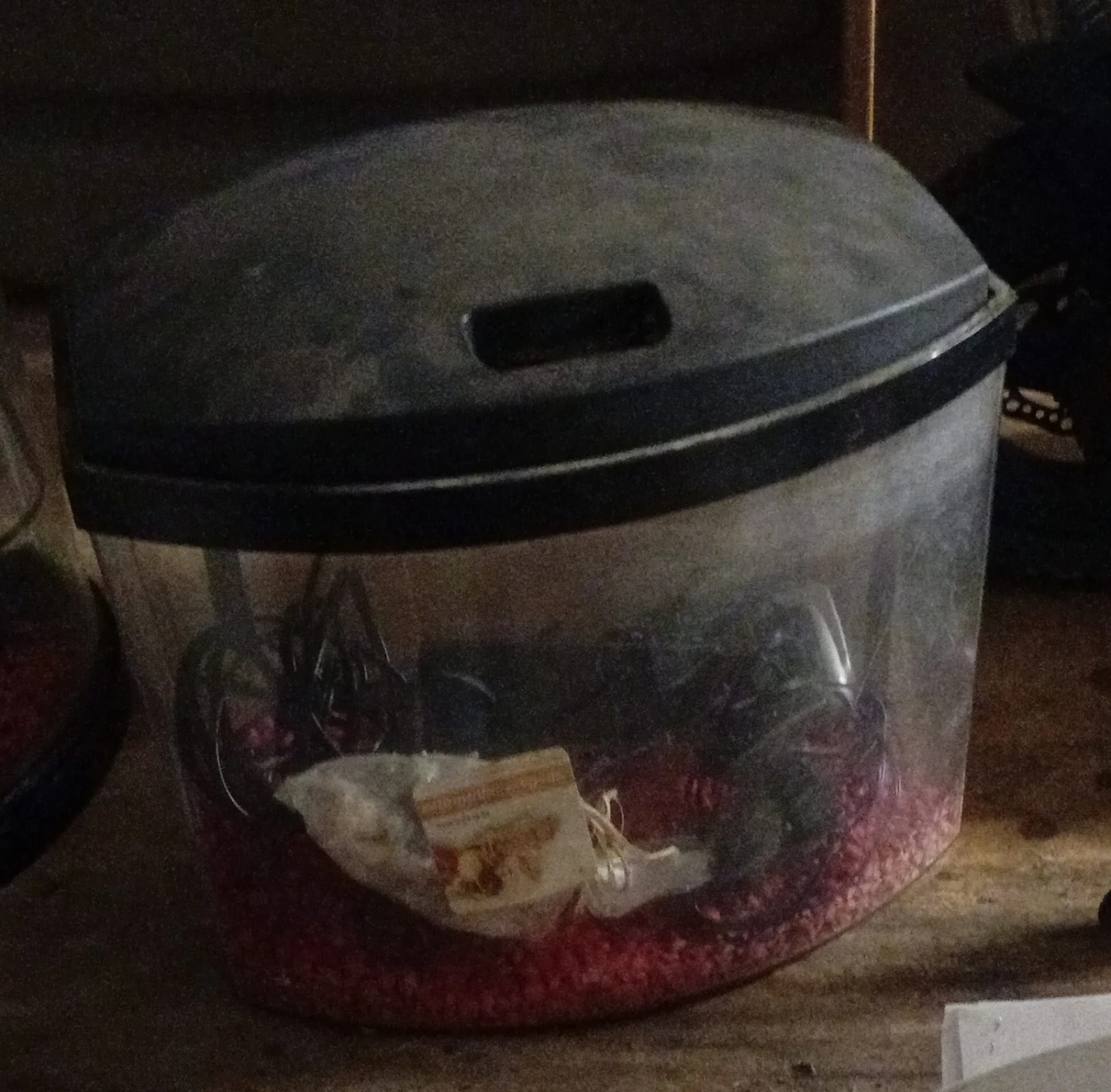 Small Aquarium with Gravel