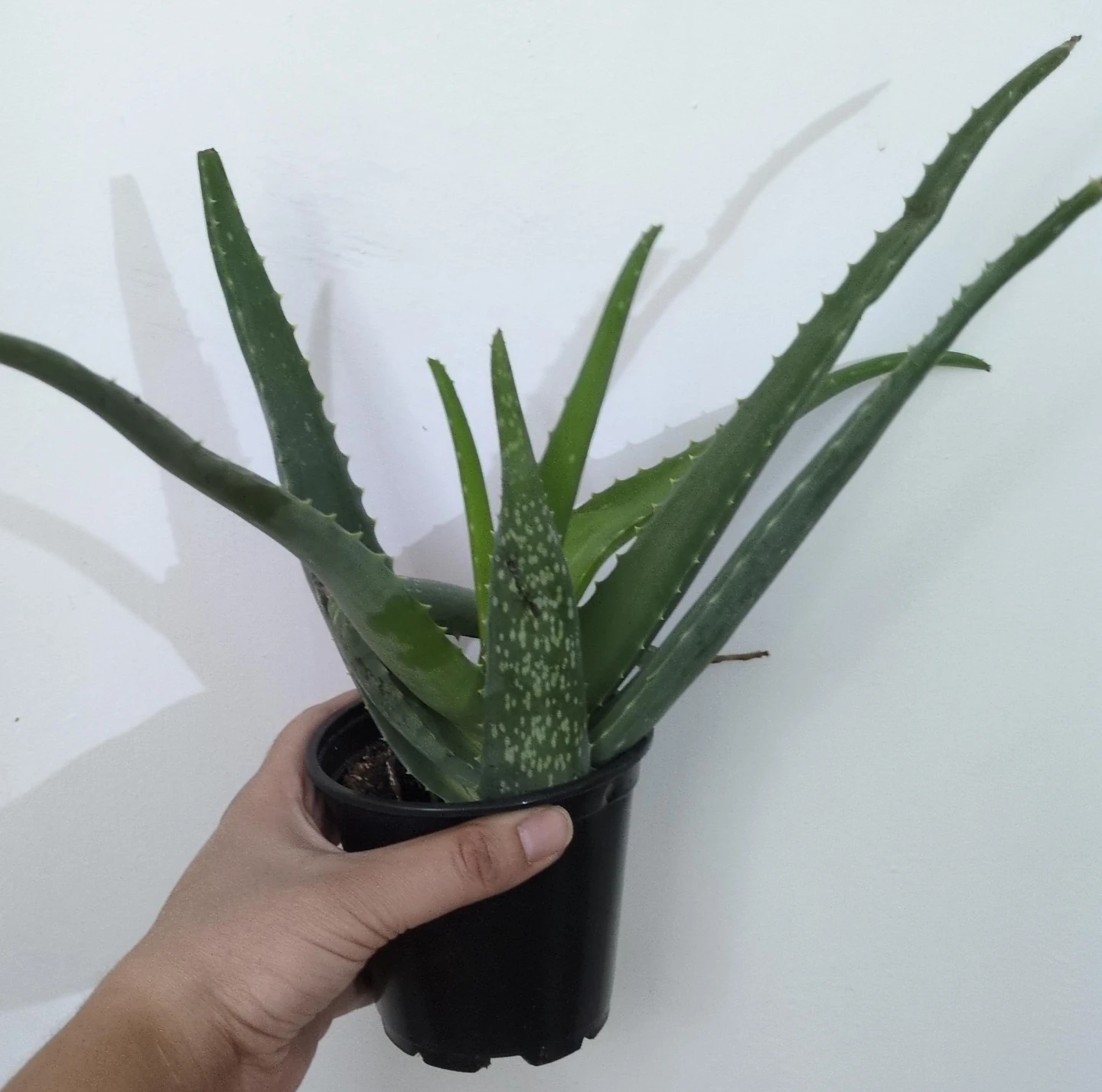 Aloe Vera Plant